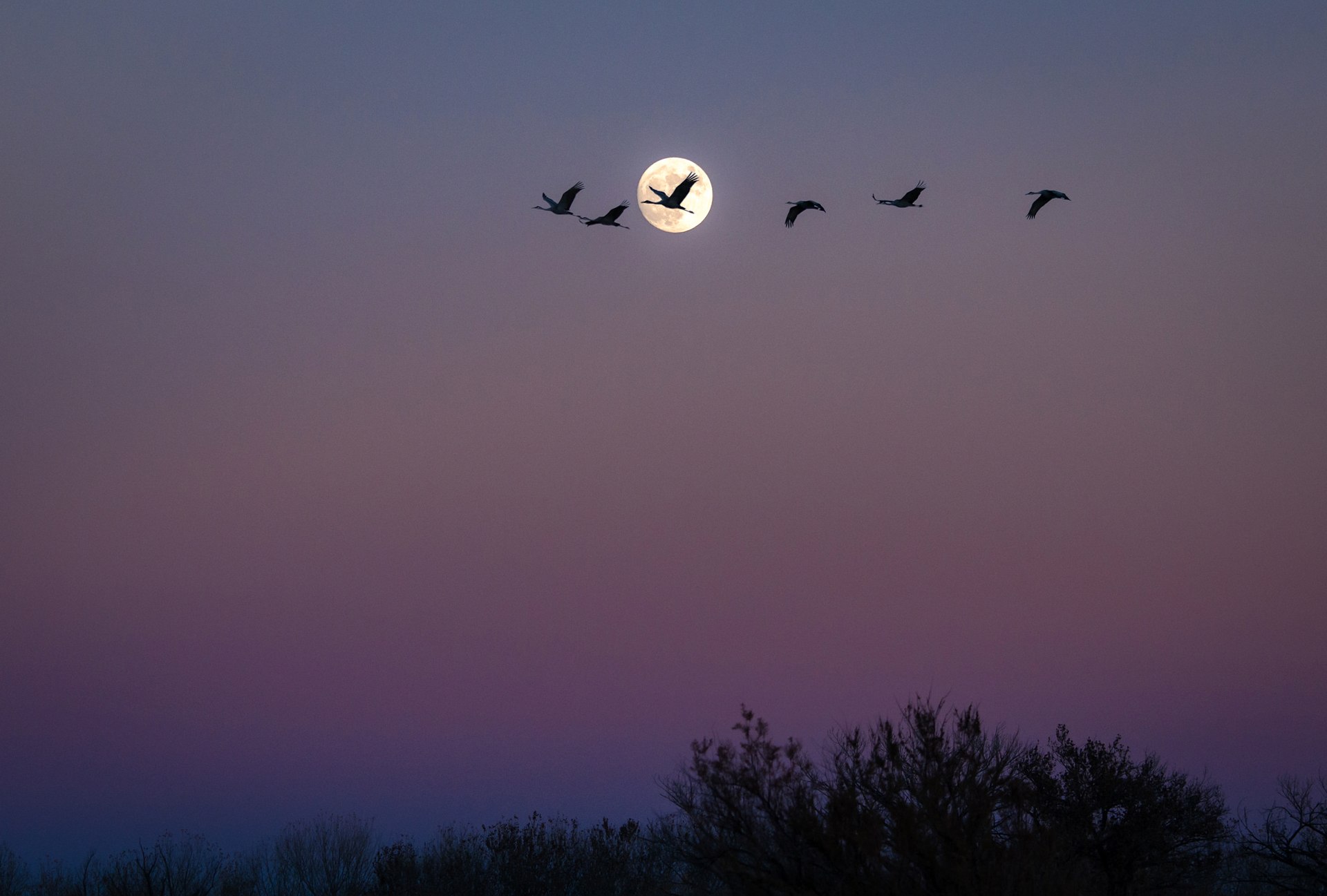 Ночная жизнь птиц