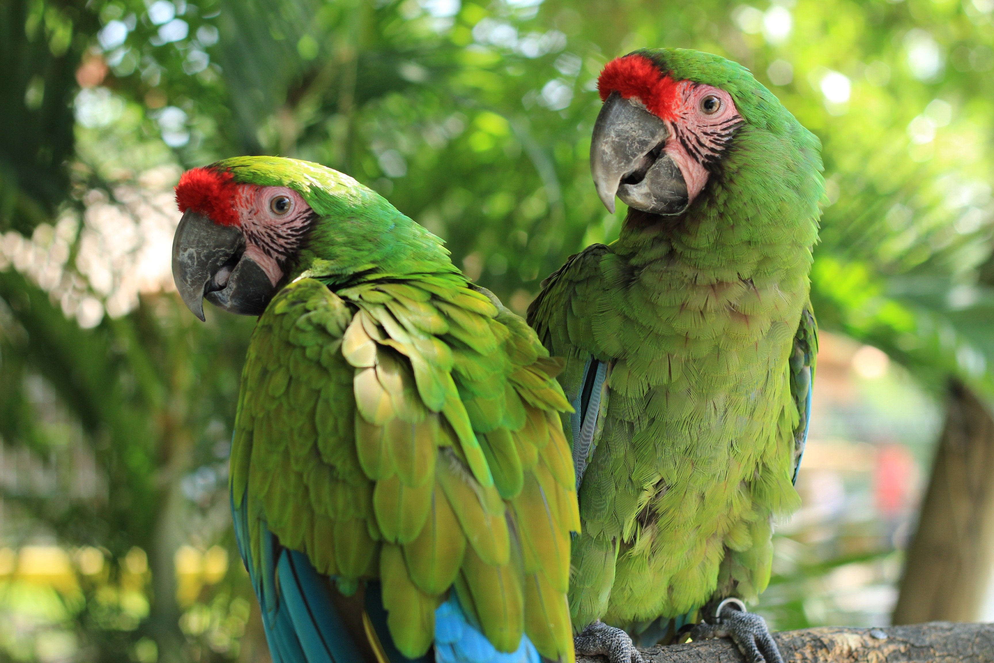 В зоопарке живут 5 видов попугаев каждому. Амазон попугай. Попугай ара. Попугай породы ара. Попугай ара зеленый.