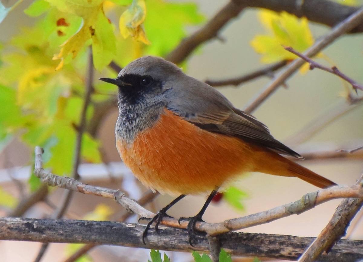 Серая птица с оранжевой грудкой