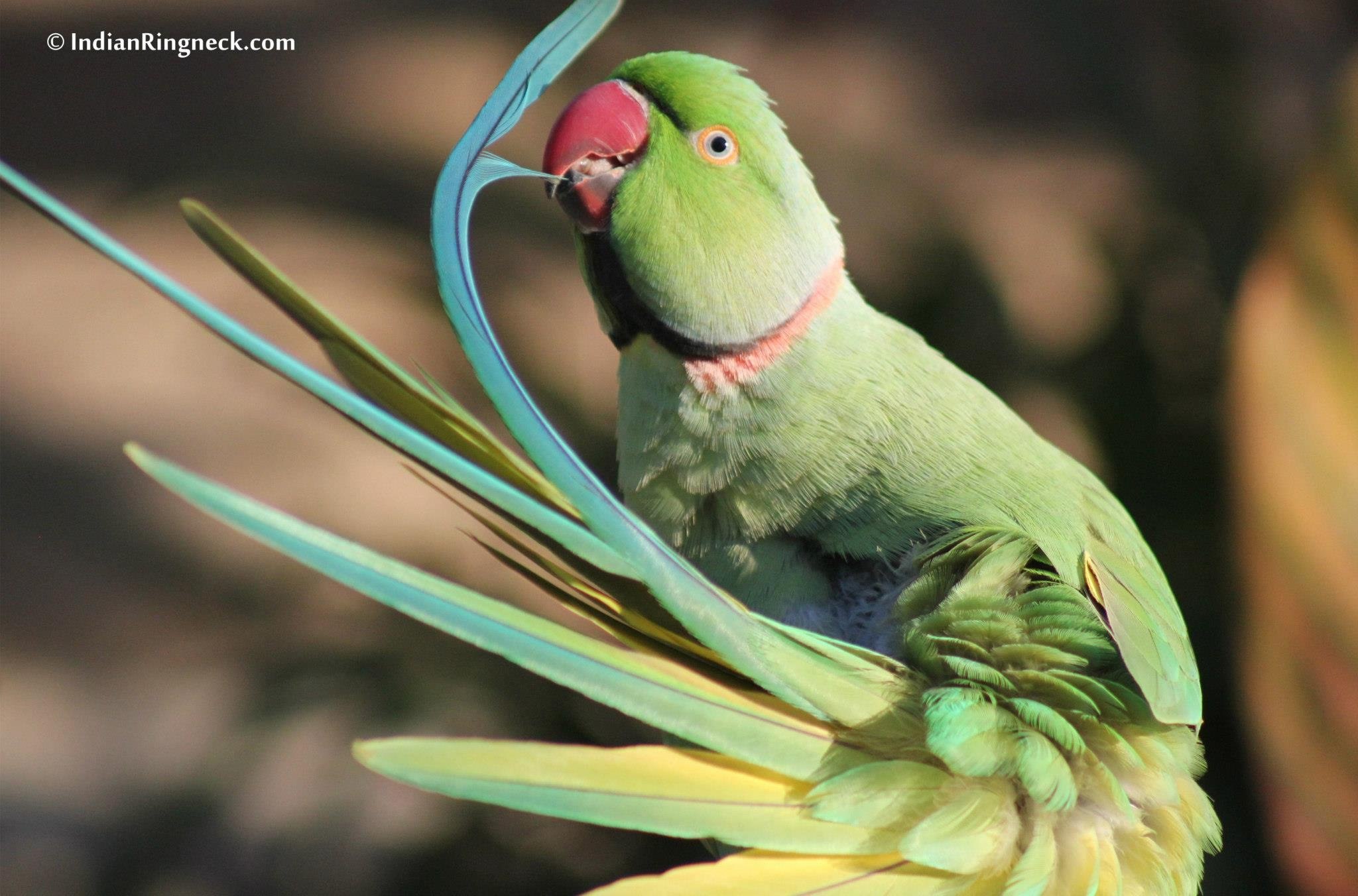 Сколько живут ожереловые. Ожереловый попугай Крамера. Попугай кольчатый ожереловый. Ожереловый попугай зеленый. Родригесский ожереловый попугай.