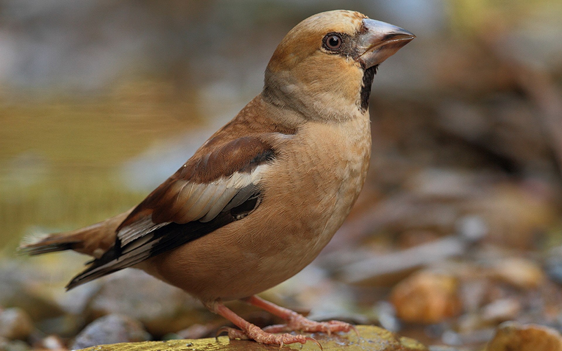 Дубонос обыкновенный (coccothraustes coccothraustes)