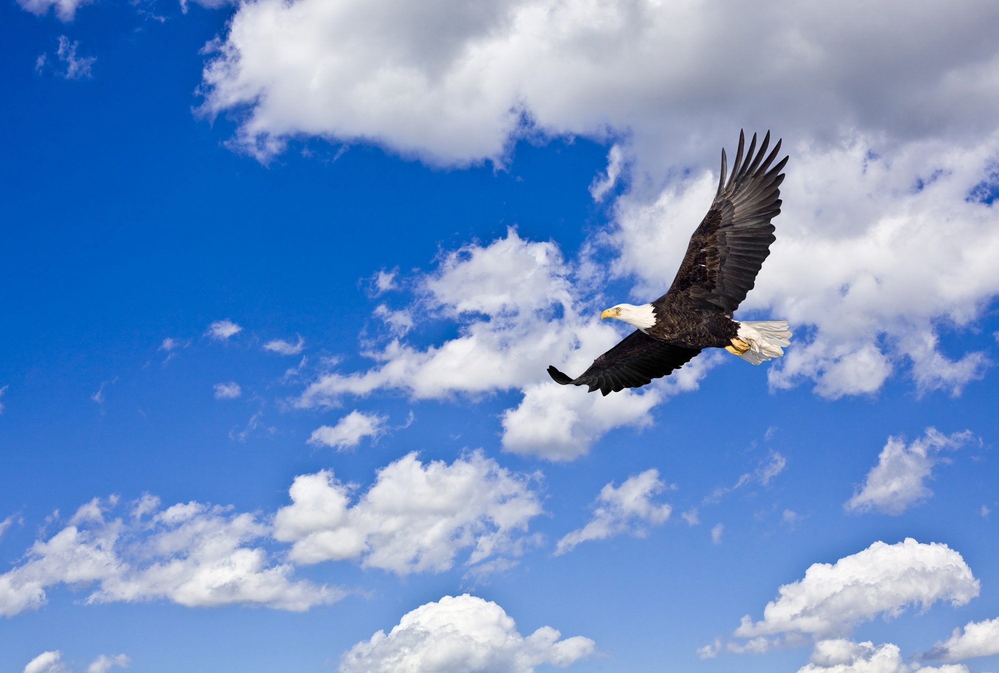 Россия небо птица. Белоголовый Орлан в полете. Орел в небе. Парящий Орел. Орел парящий в небе.