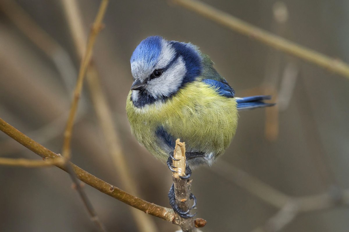 Синичка лазоревка фото птицы