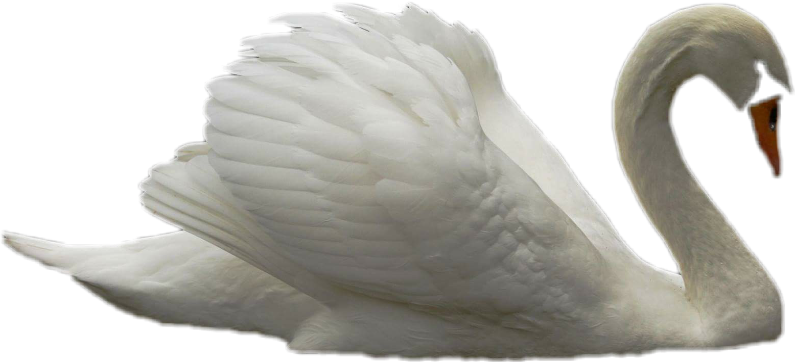Лебедь на белом фоне. Лебедь на прозрачном фоне. Лебеденок на белом фоне. Белый лебедь на белом фоне. Картинка лебедей на прозрачном фоне