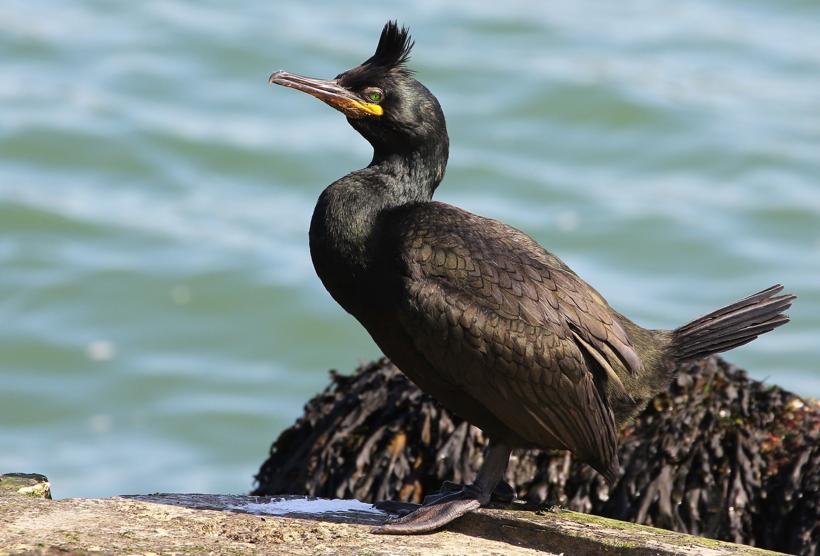 Фото баклана. Хохлатый Баклан Phalacrocorax Aristotelis. Баклан хохлатый Средиземноморский. Хохлатый Баклан в Крыму. Птица Баклан Новороссийск.