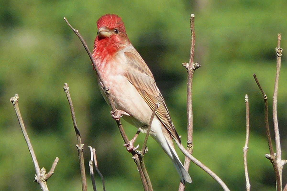 Carpodacus erythrinus