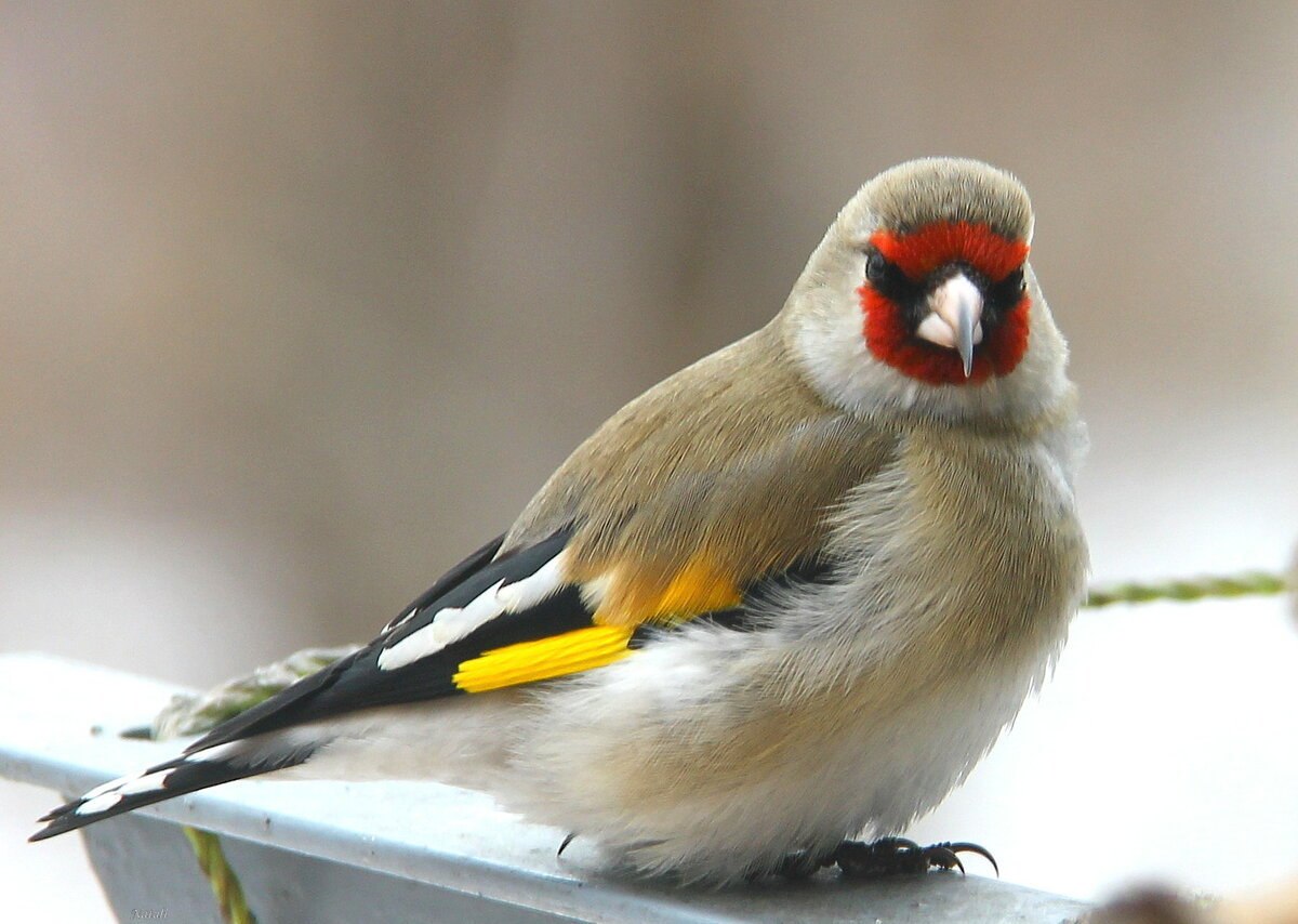 Щегол ватый. Красноголовый щегол. Щегол (Carduelis Carduelis). Щегол еловик. Щегол птичка.