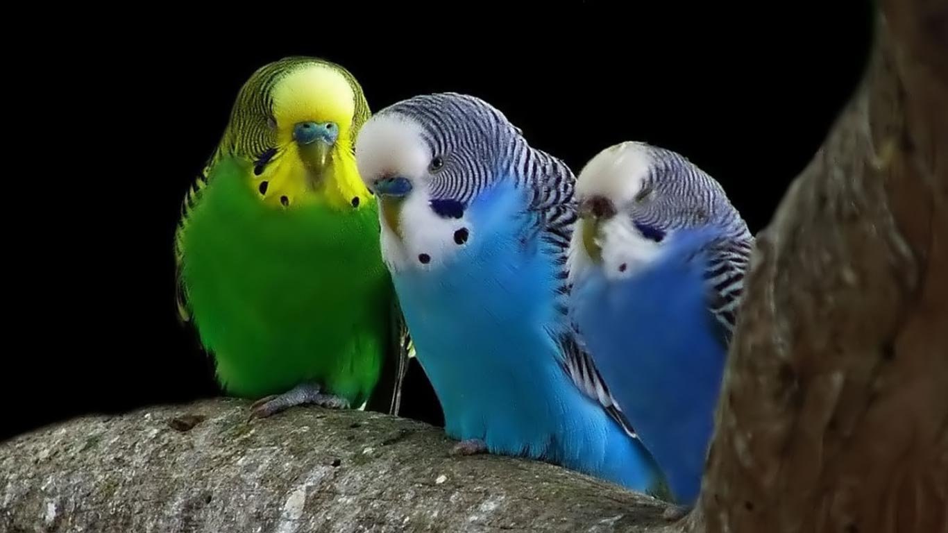 Пение самок волнистого. Попугаи волнистые попугайчики. Волнистый попугайчик в Австралии. Хохлатый волнистый попугай. Пинто волнистый попугай.