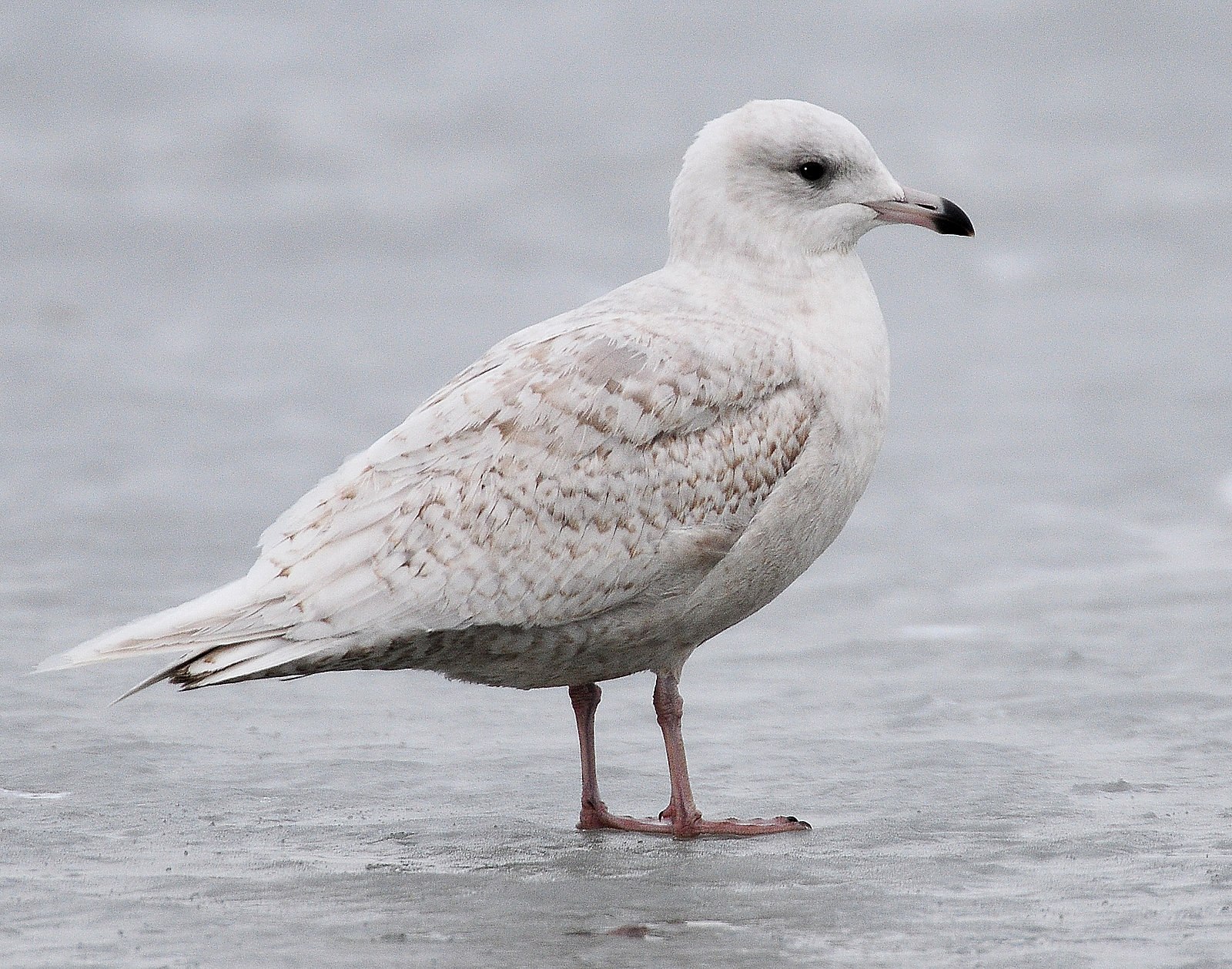 Птица 8 букв. Полярная Чайка Larus Glaucoides. Чайка бургомистр в Арктике. Серебристая Полярная Чайка. Чайка в арктической пустыни.