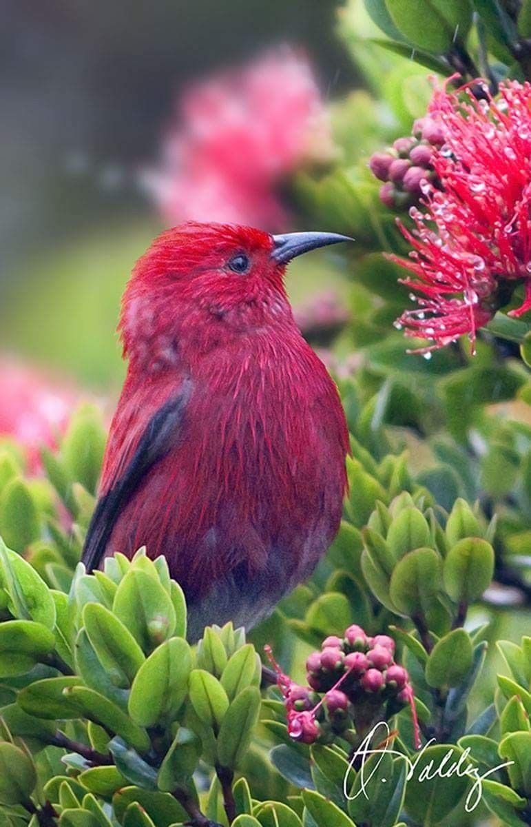 Красивых птиц фотографии