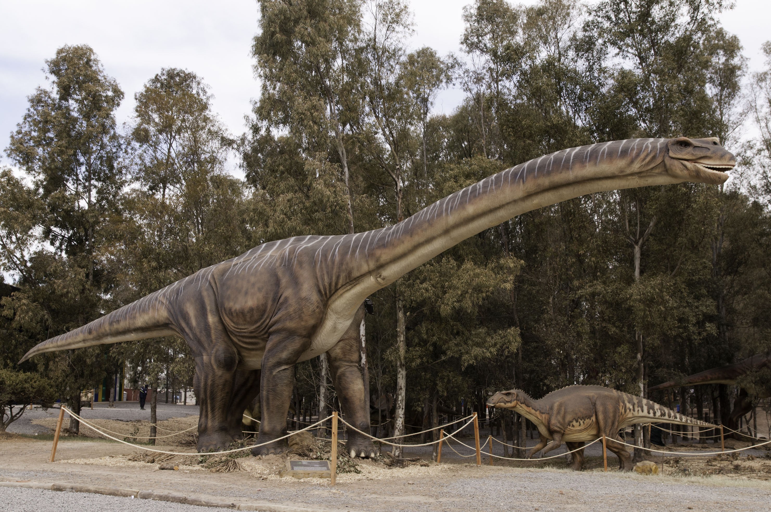 Где большой динозавр. Диплодок Аргентинозавр. Патаготитан Майорум. Argentinosaurus huinculensis. Патаготитан и Аргентинозавр.