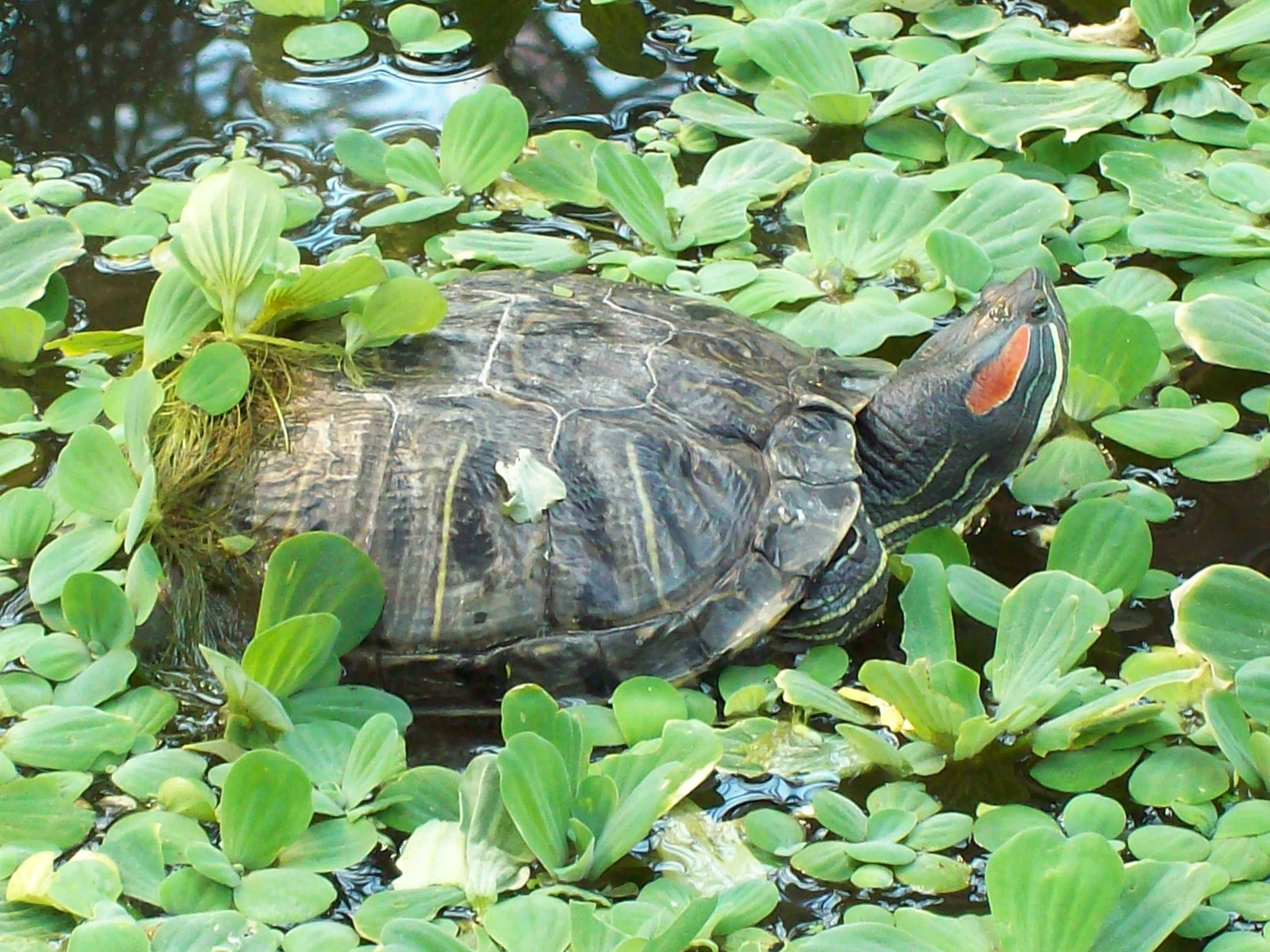 Среда обитания зеленой черепахи