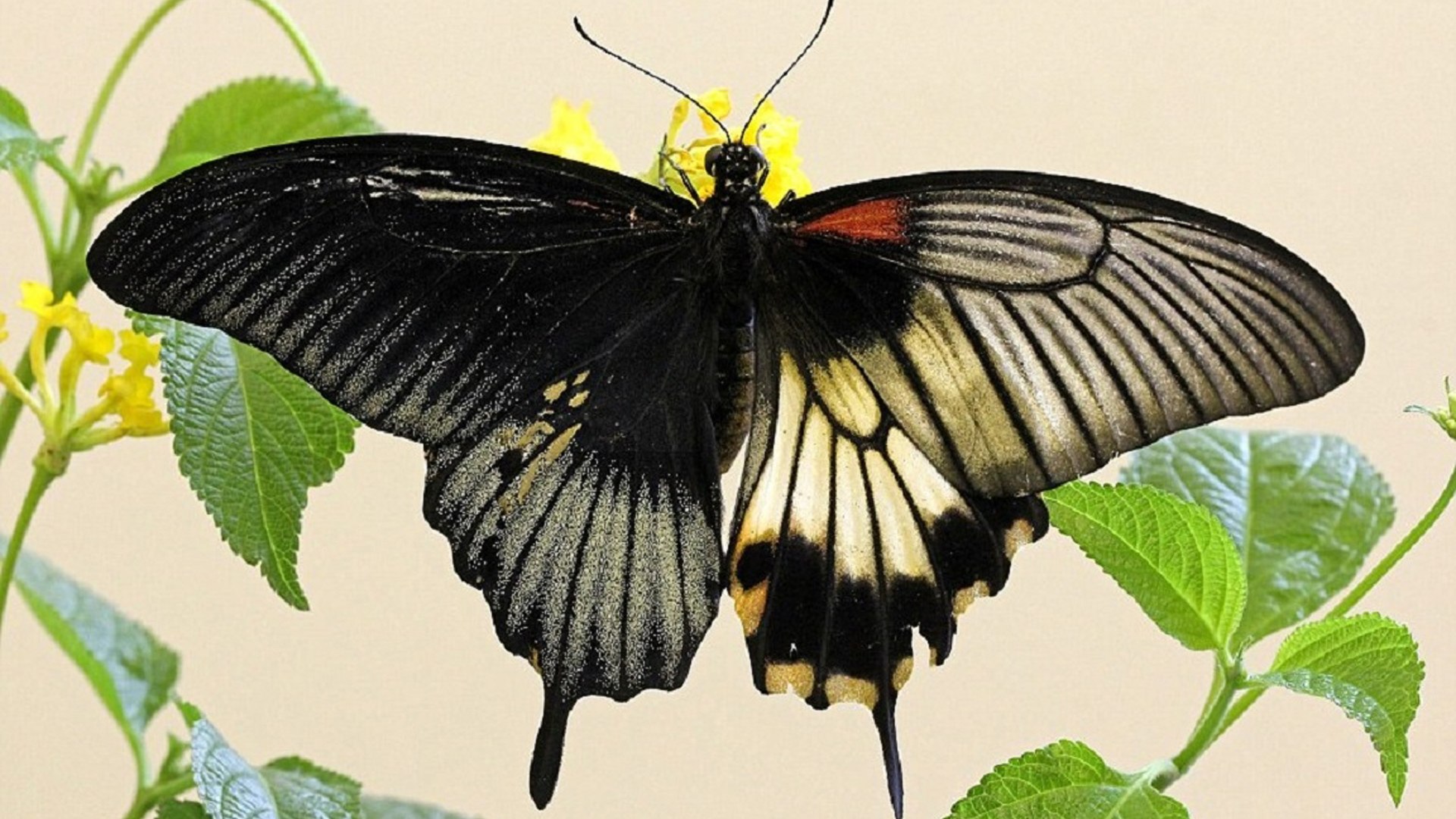 Пол у самок бабочки. Бабочка парусник Великий мормон. Papilio Memnon. Бабочка гинандроморф. Бабочка Скарлет мормон.
