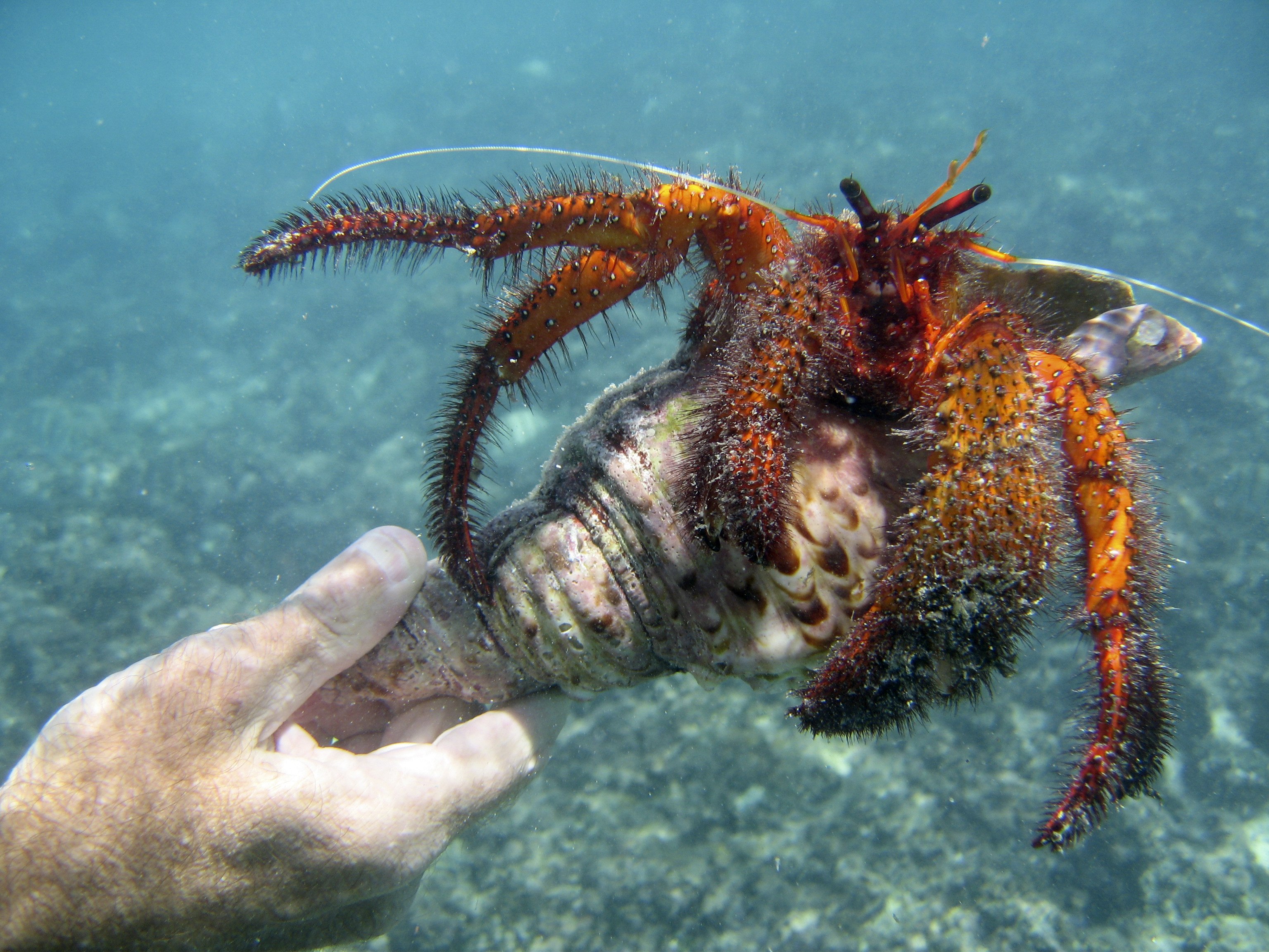 Обитатели моря глубина. Камчатский краб гигант. Морские жители. Подводные обитатели. Необычные морские обитатели.