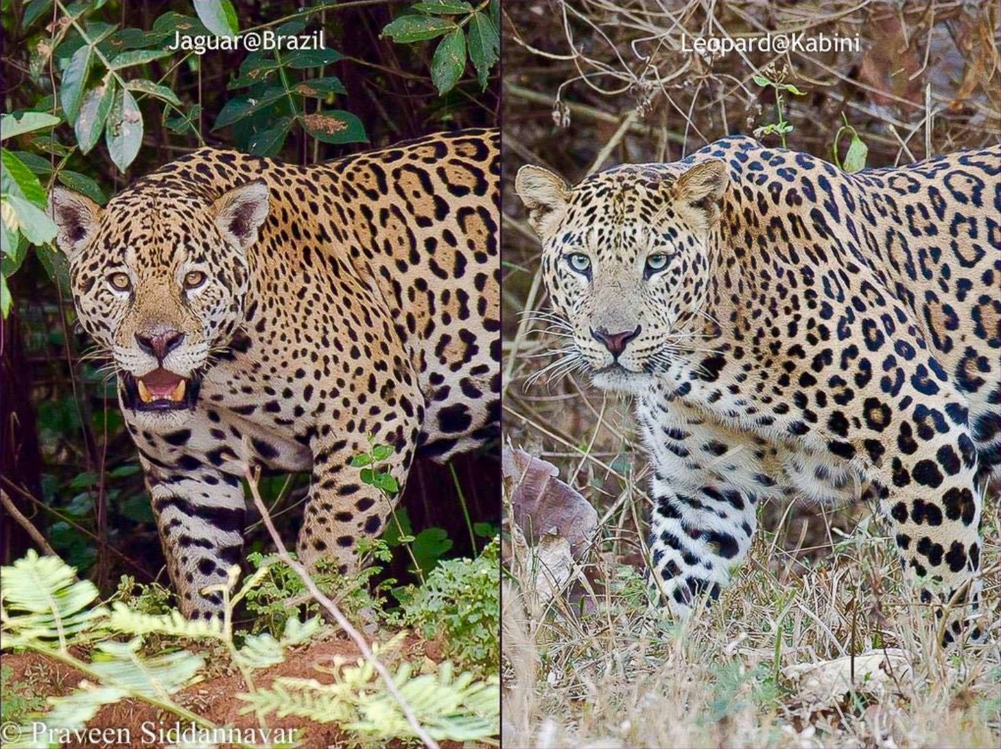 Гепард и леопард. Ягуар и леопард. Гепард леопард Ягуар. Леопард vs Ягуар. Ягуар леопард гепард отличия.