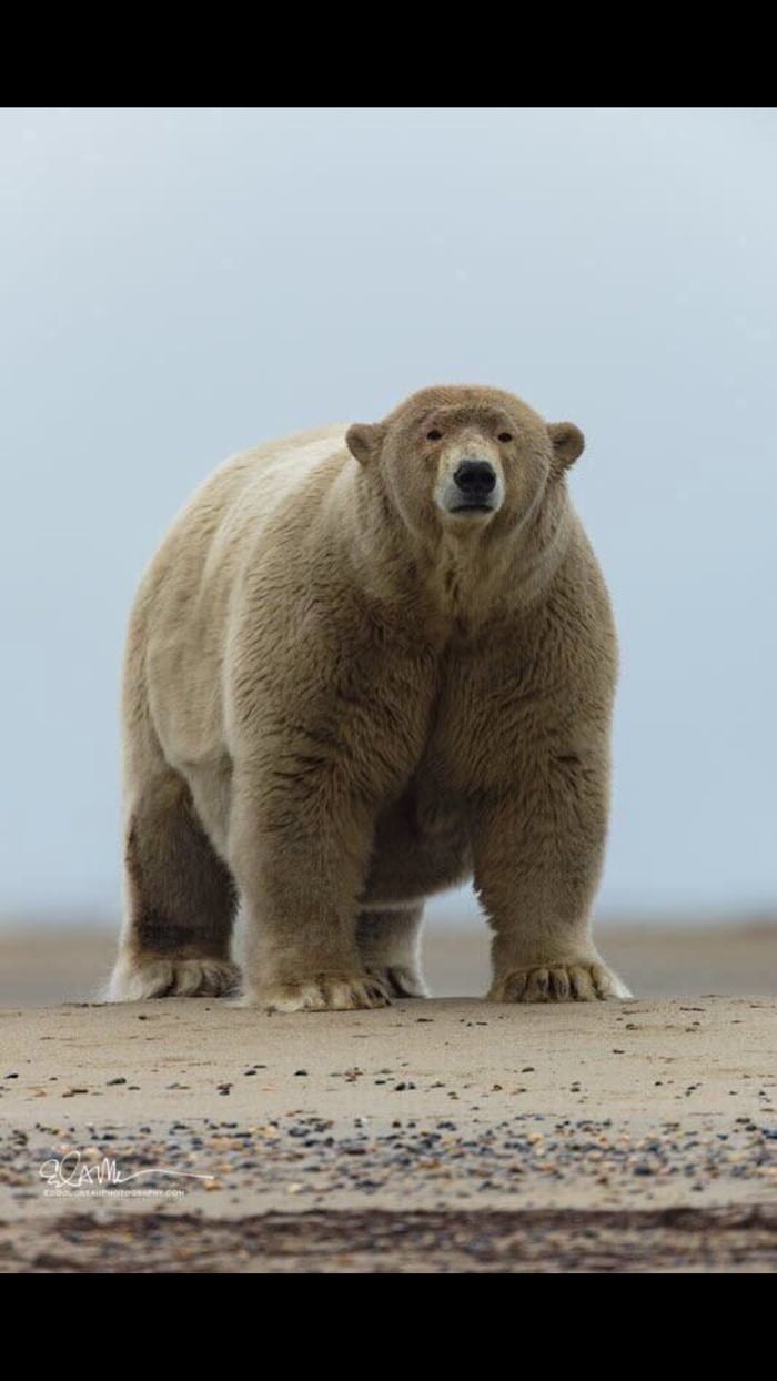 толстый медведь фото