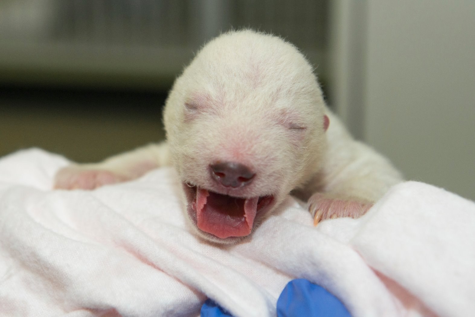 Когда родились животные. Новорожденный белый Медвежонок. Новорожденный белый медведь. Новорождённые белые медвежата.