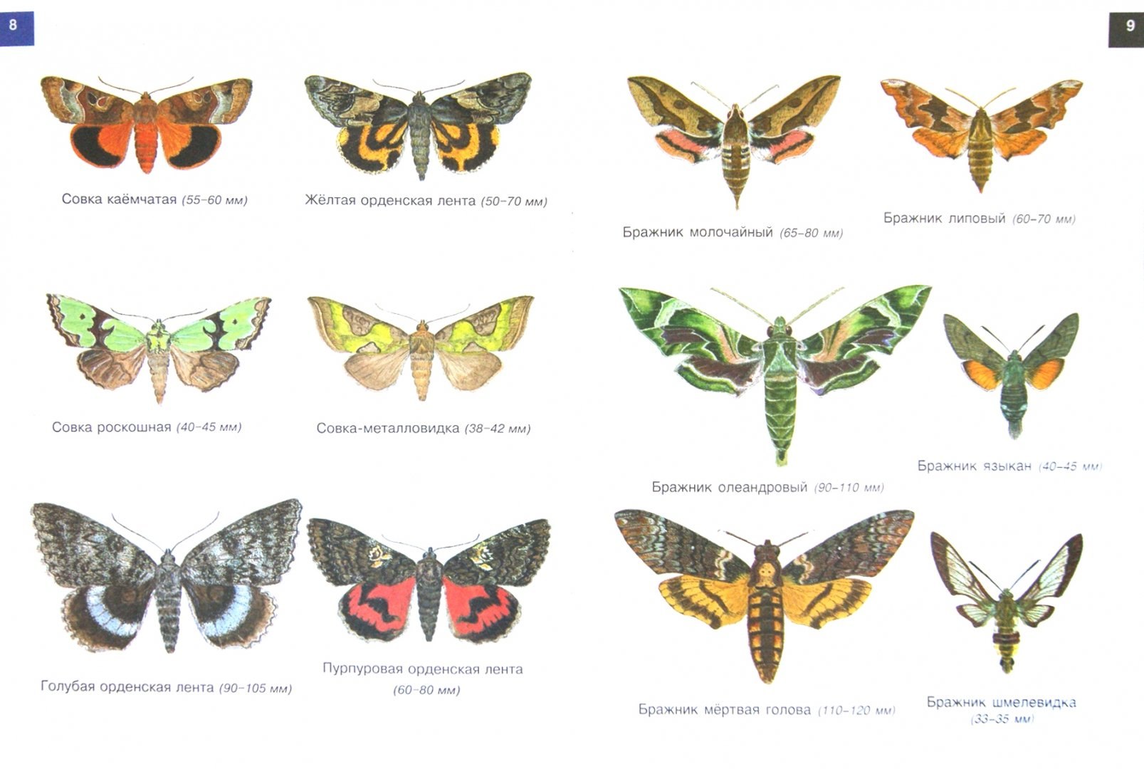 разновидности бабочек и их названия фото