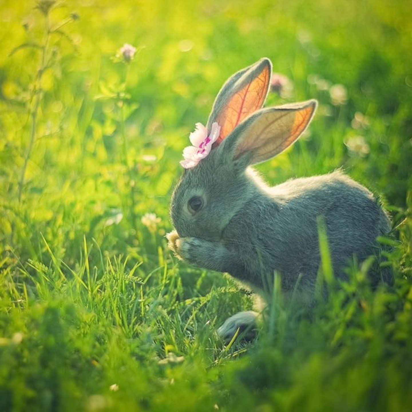 Зайчик зайчата. Красивый кролик. Зайчик на природе. Заяц в лесу. Кролик в траве.