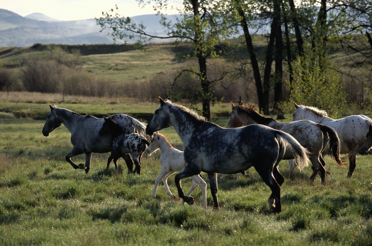 Про дикий лошадей. Табун Аппалуза. Аппалуза лошадь. Дикие лошади в природе. Дикие лошади в России.