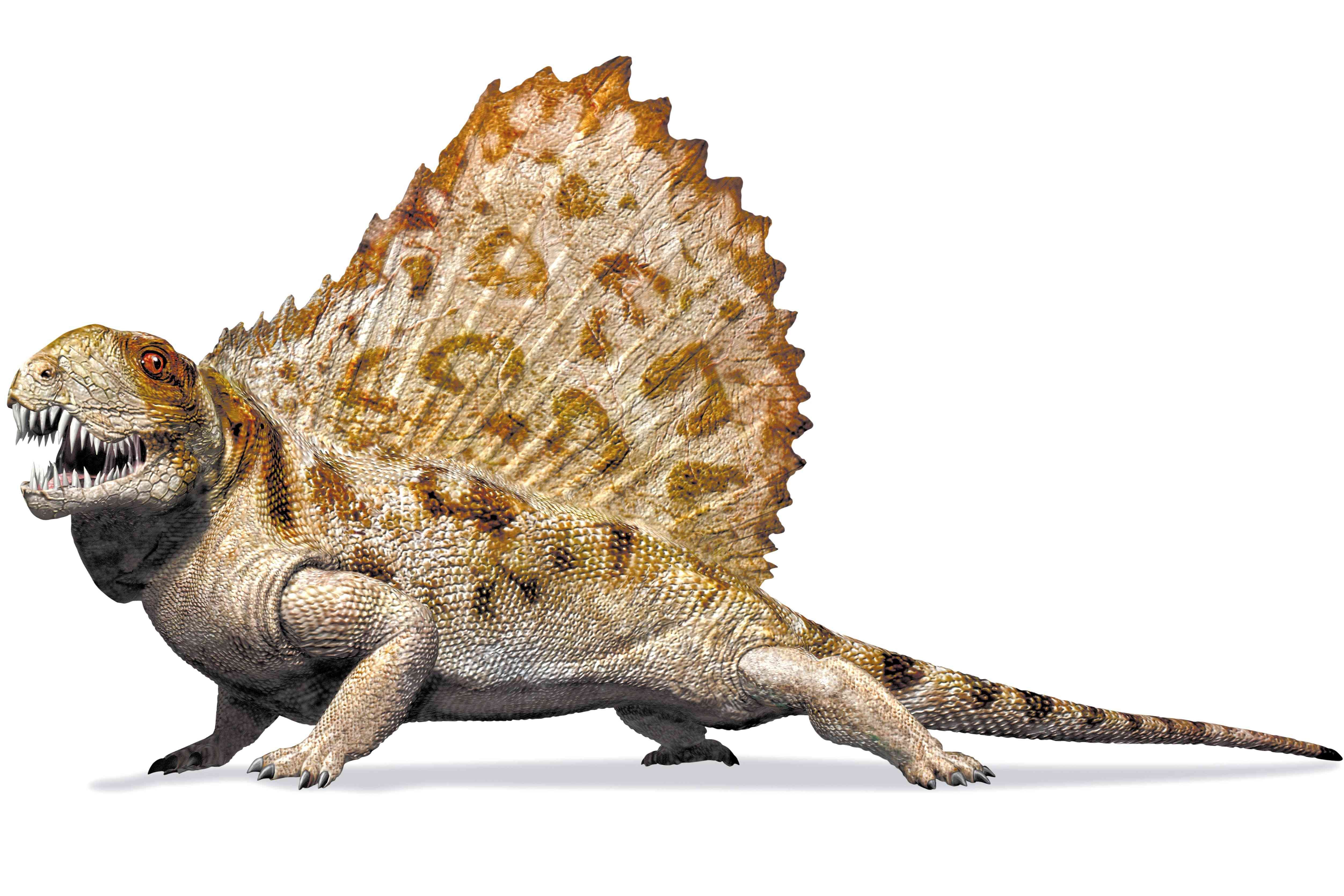Слово динозавр означает страшный ящер. Диметродон динозавр. Диметродон это рептилия. Дометрофодон динозавр. Диметродон предок.
