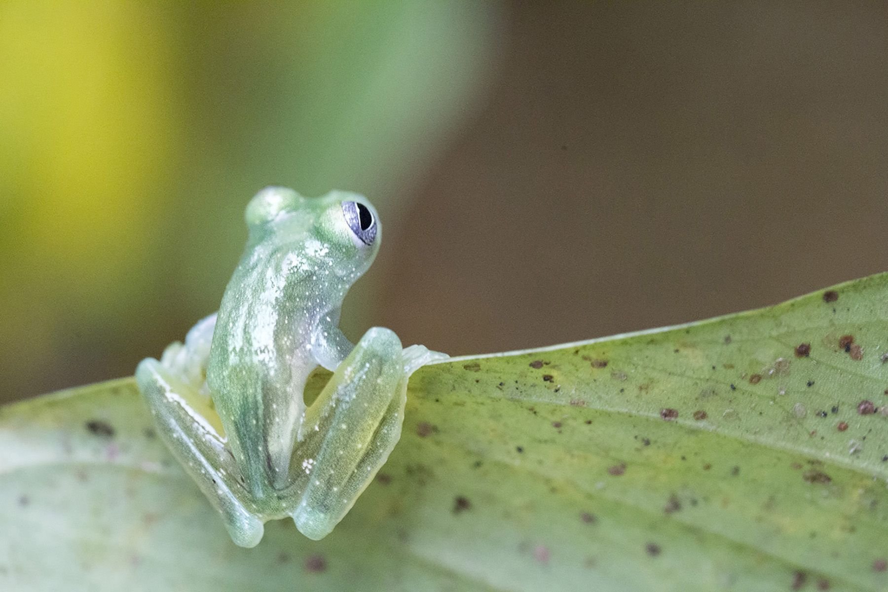 Летающие земноводные. Стеклянная лягушка (Glass Frog). Стеклянная лягушка Флайшмана (Hyalinobatrachium fleischmanni). Стеклянные лягушки Centrolenidae. Стеклянная лягушка (Hyalinobatrachium ruedai).