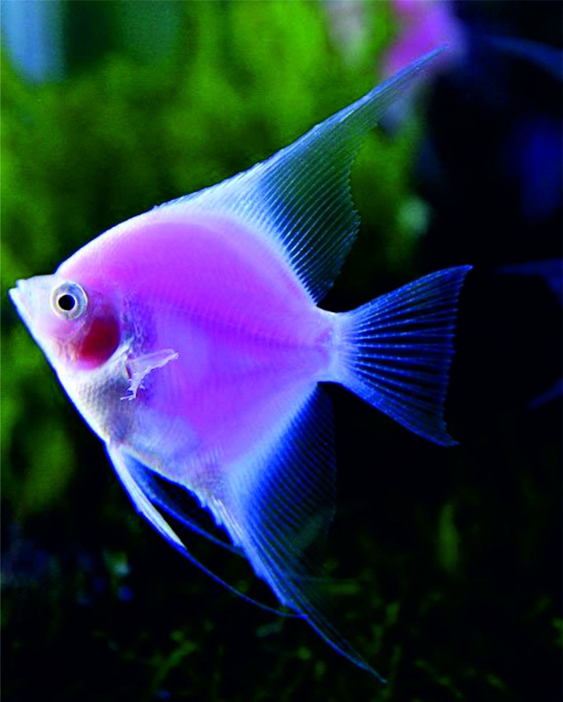 Розовые рыбки аквариумные. Скалярия глофиш. Скалярия перуанский Альтум. Скалярия аквариумная рыбка. Рыбки глофиш Скалярия.