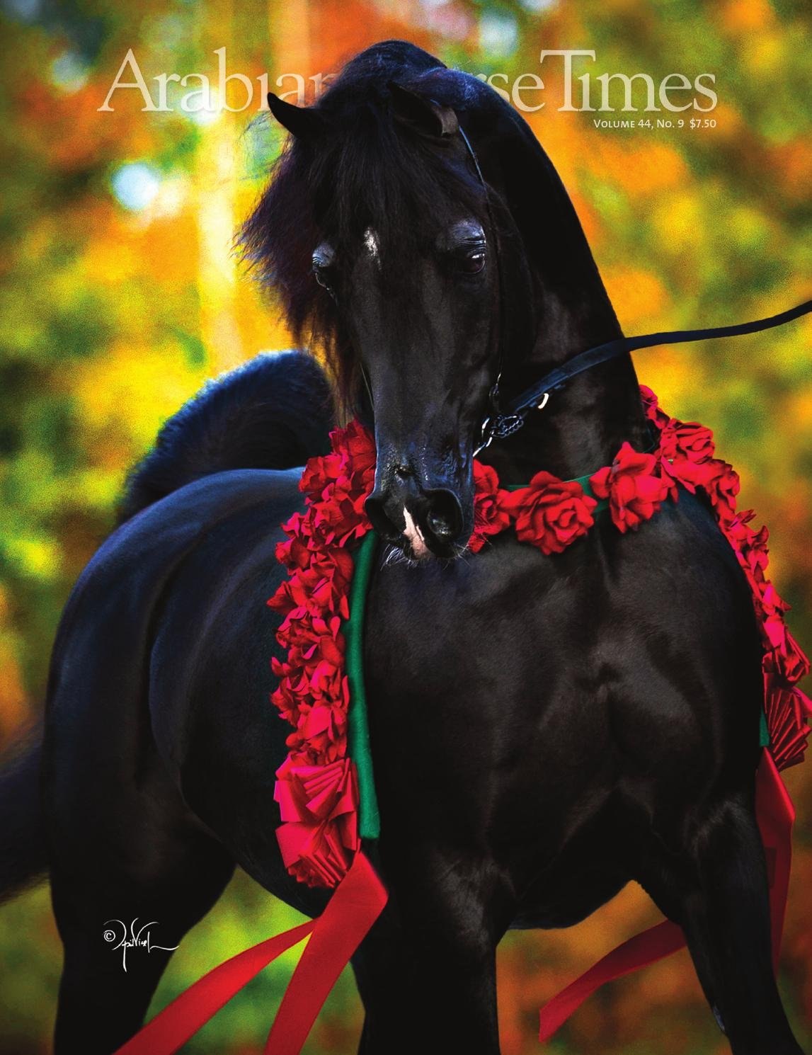 Рыже черная лошадь. Арабо Фризская лошадь. Фризская порода лошадей Вороная. Черная Вороная лошадь.
