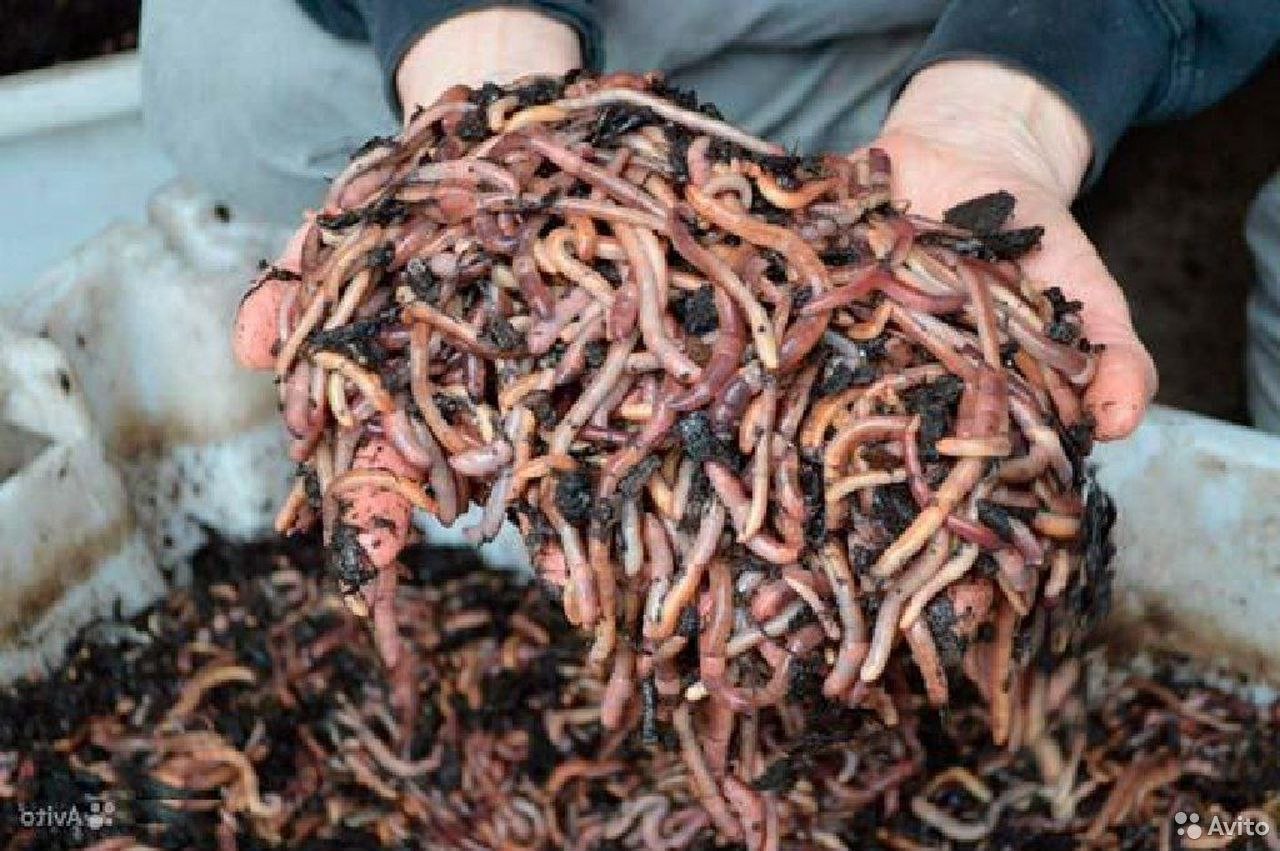 Купить червей для разведения. Калифорнийский червь Дендробена. Калифорнийские дождевые черви. Черви для рыбалки Дендробена. Биогумус калифорнийские черви.