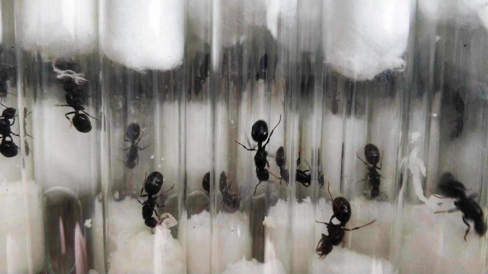 Почему умер муравей. Messor structor муравьи в пробирке. Messor structor муравей-Жнец. Формикарий с муравьями жнецами. Муравьи Messor structor колония пробирка.