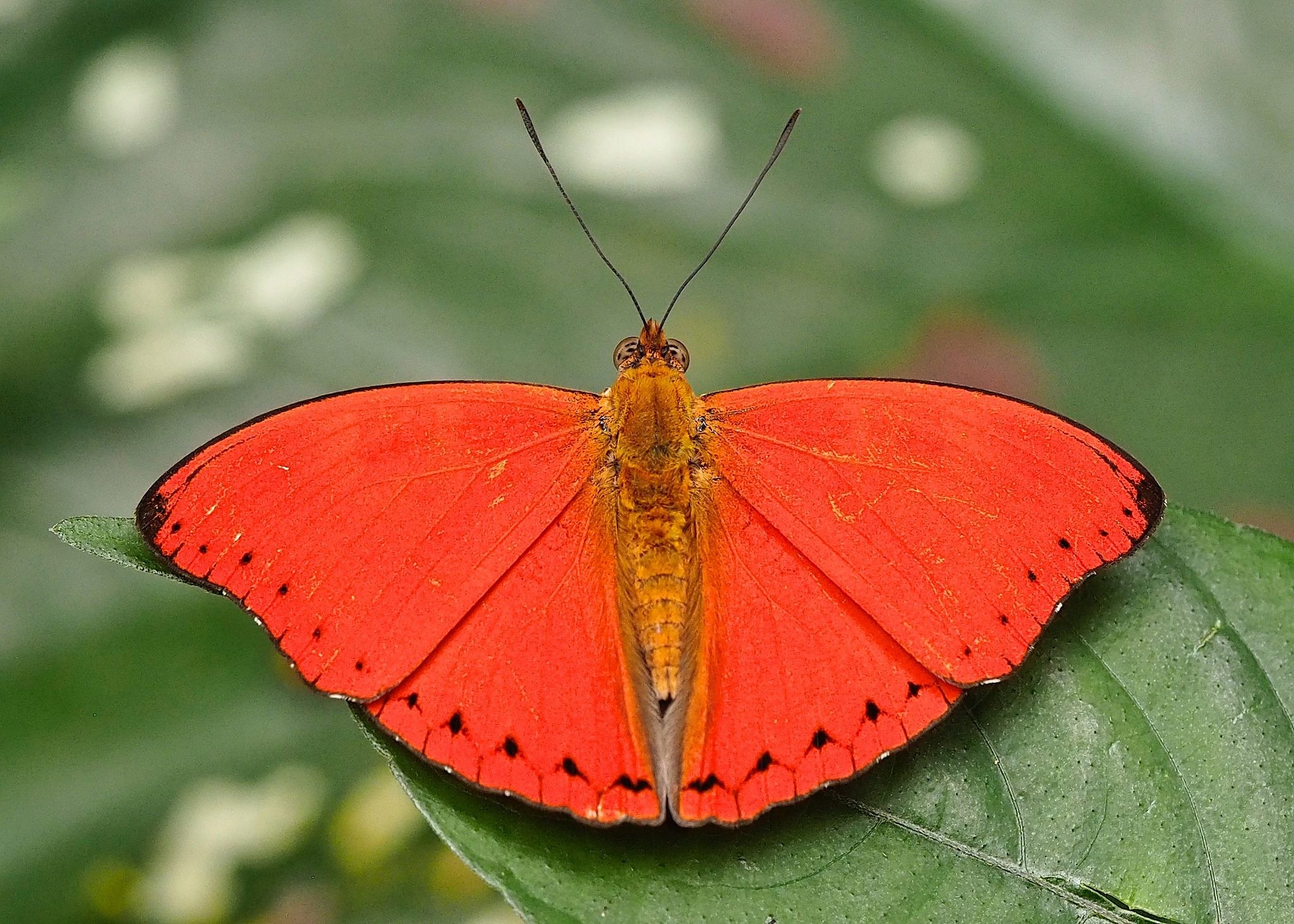 Цветок красные бабочки. Cymothoe Sangaris. Бабочка Цимотое Сангарис. Красный Цимотоэ бабочка. Красные Крылья бабочки.
