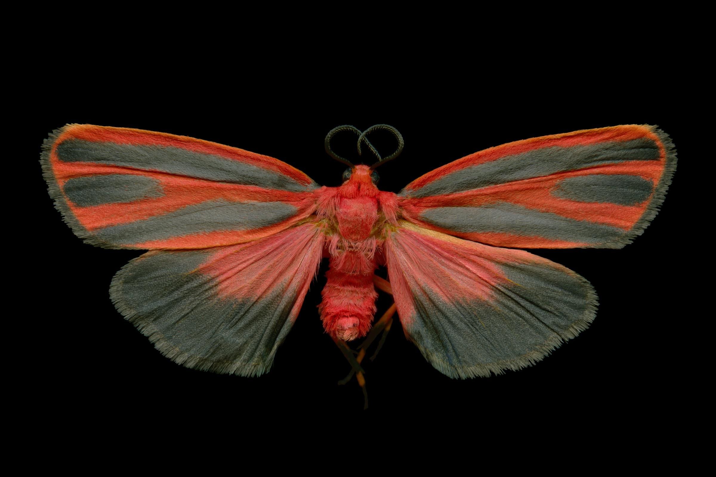 Красная моль. Чешуекрылые бабочки моли мотыльки. Ночная бабочка. Бабочки моли. Ночная бабочка мотылек.