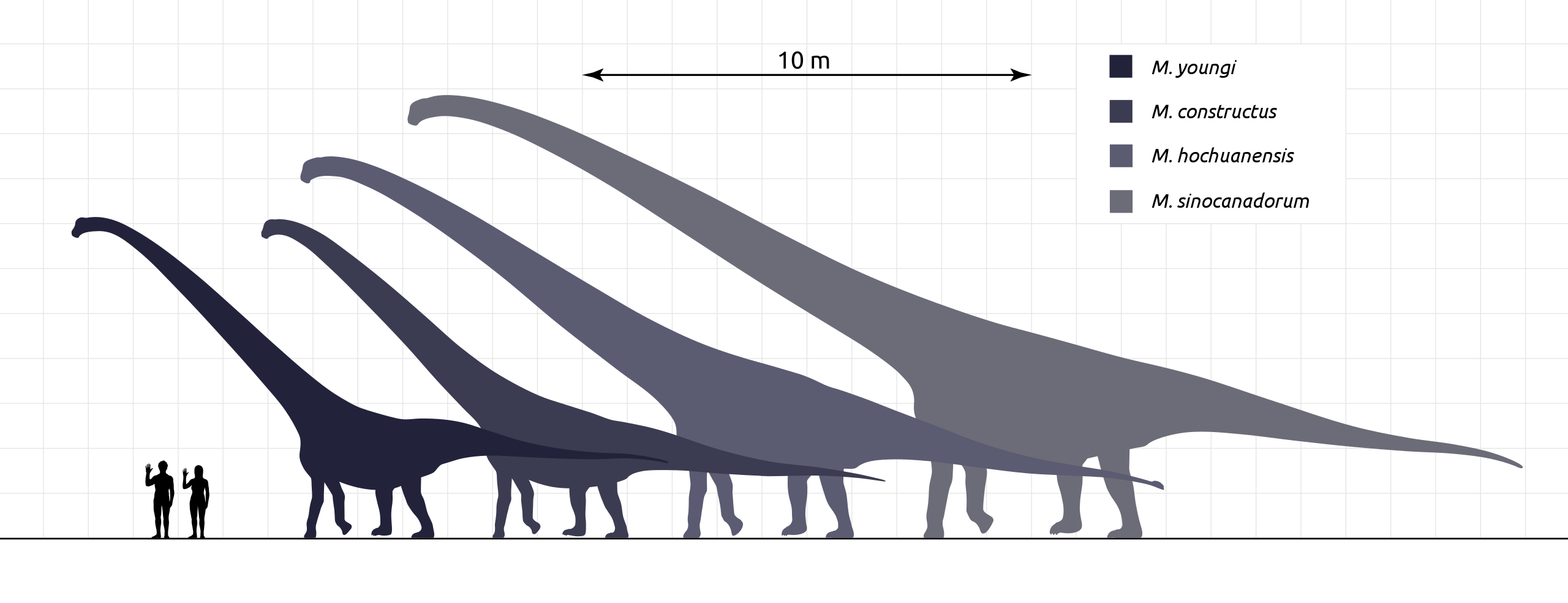 Метры по сравнению с человеком. Диплодок Аргентинозавр. Маменчизавр Диплодок. Диплодок Брахиозавр амфицелия. Динозавр Маменчизавр по сравнению с человеком.