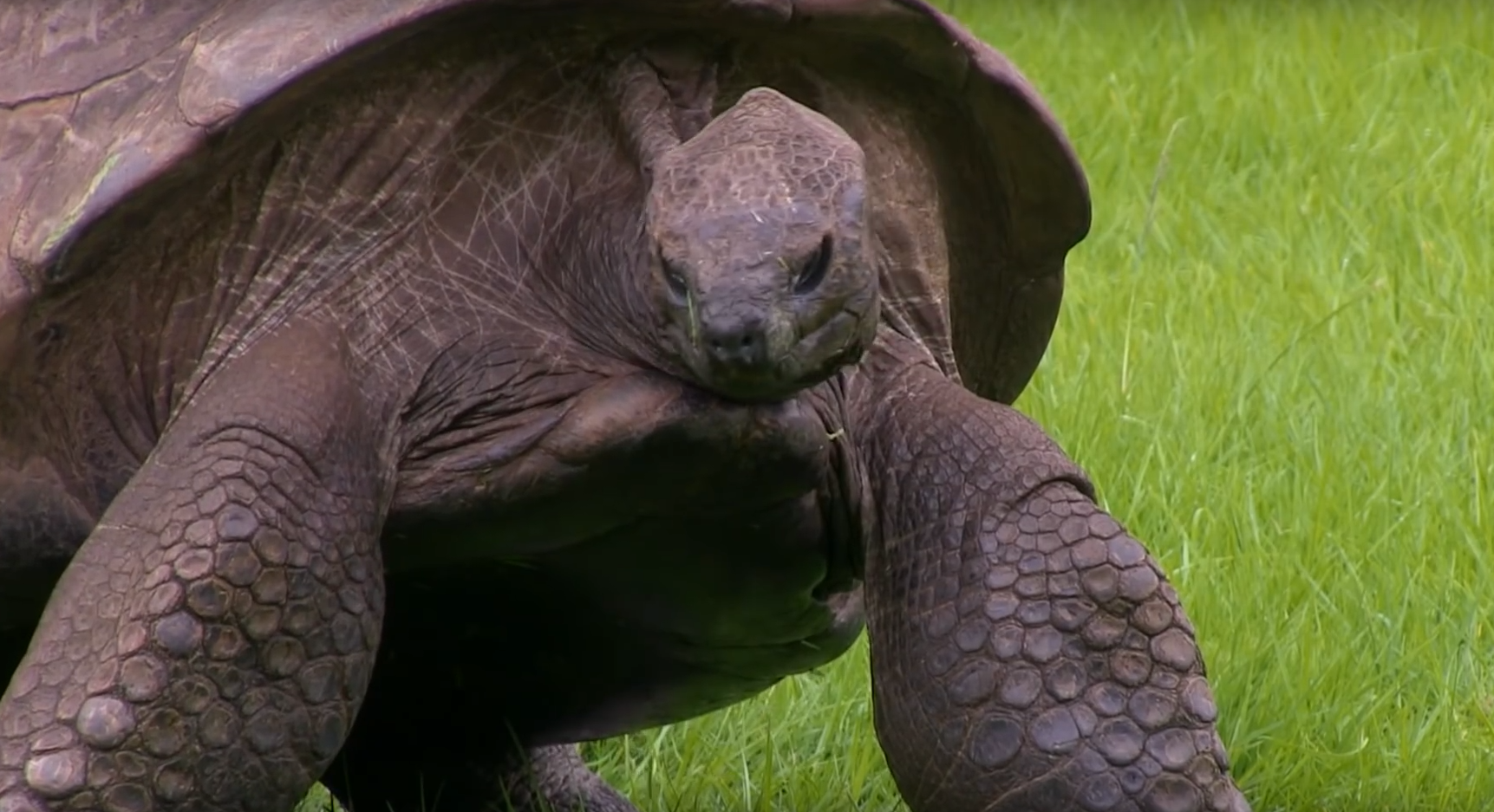 Черепаха медленно ползет. Галапагосская гигантская черепаха. Старая черепаха. Слоновая черепаха. Черепаха гиф.