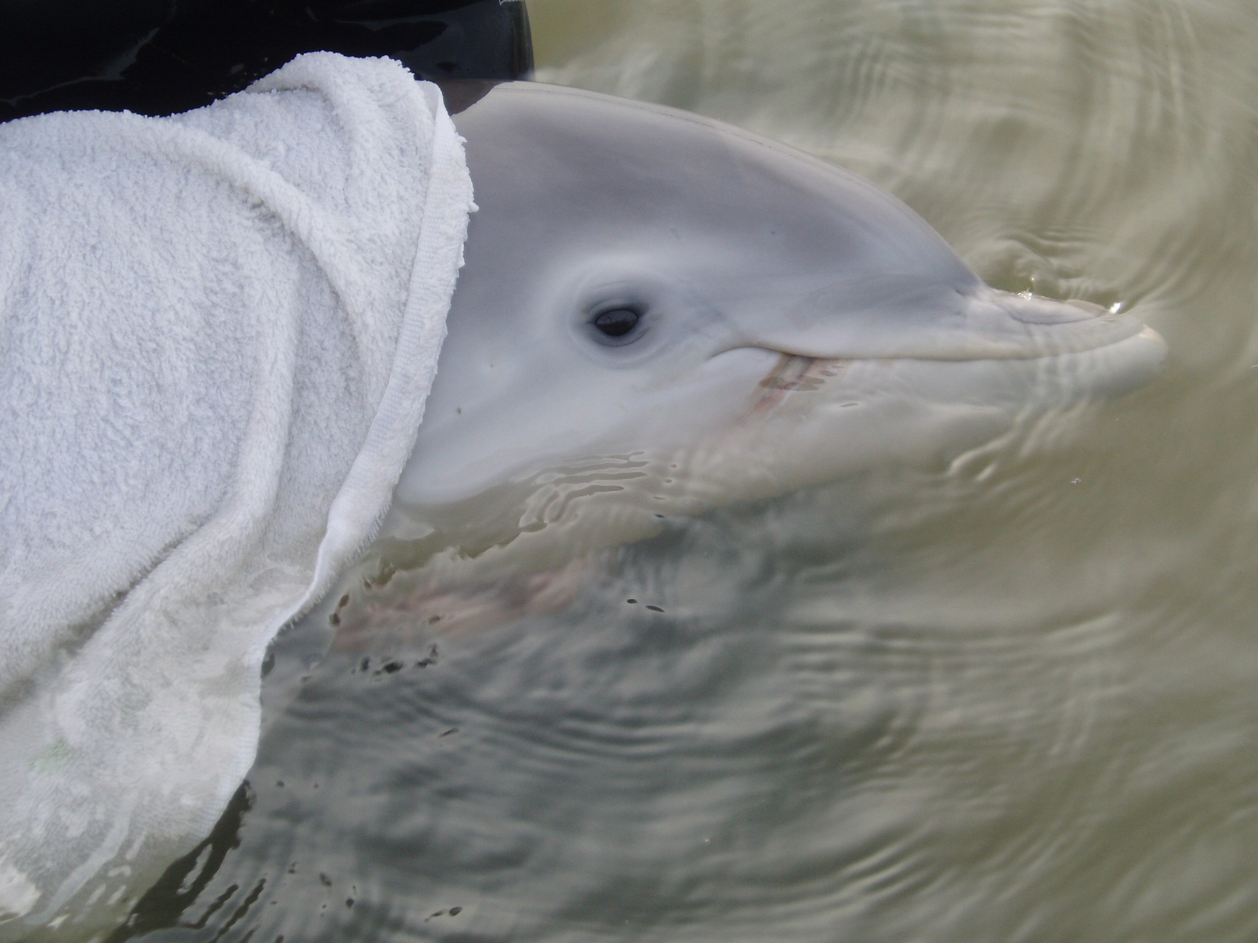Лоб дельфина. Дельфин Винтер. Спасение дельфина Винтер. Дельфин Винтер фото.