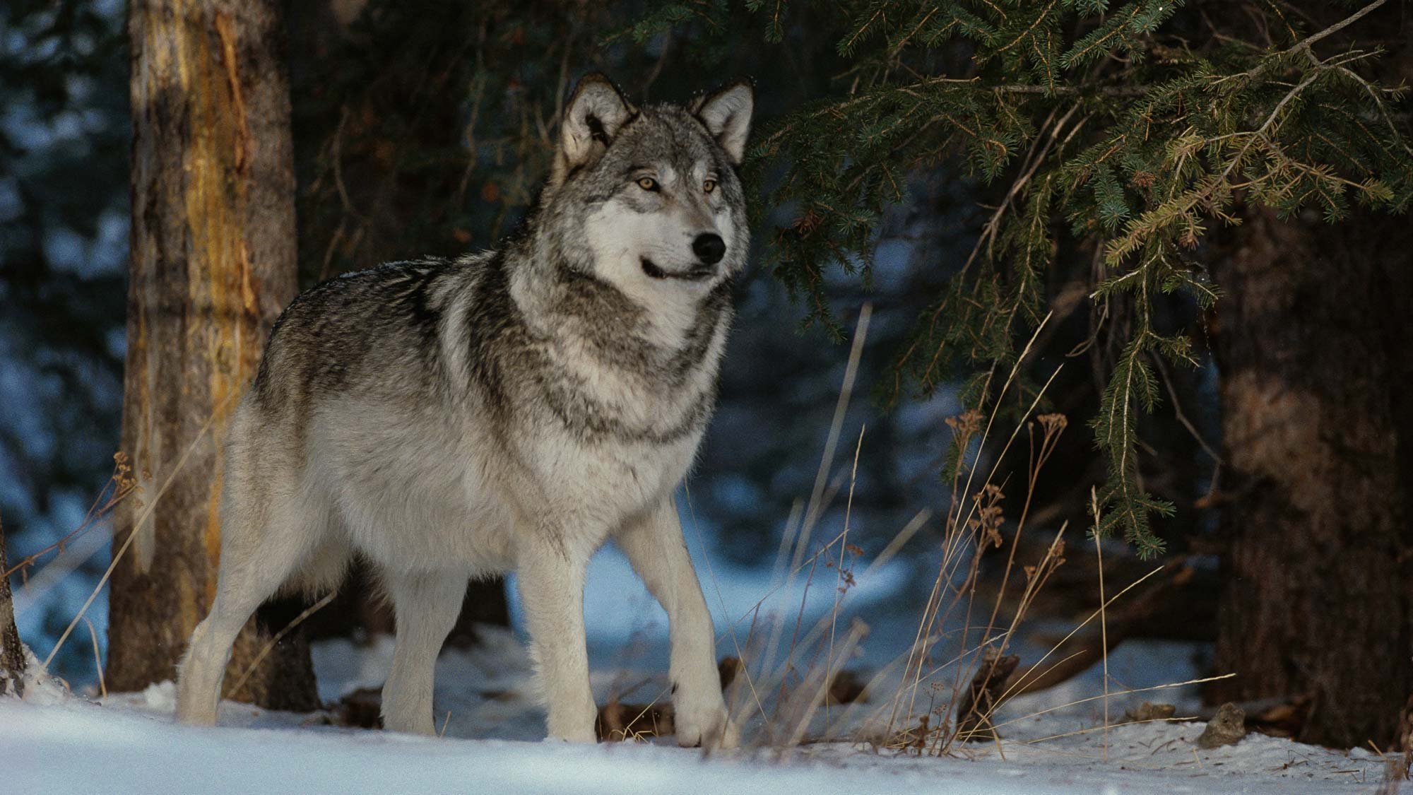 Living wolfs. Среднерусский Лесной волк. Серый волк canis Lupus. Сибирский Лесной волк. «Серый волк» (Сары Буре).