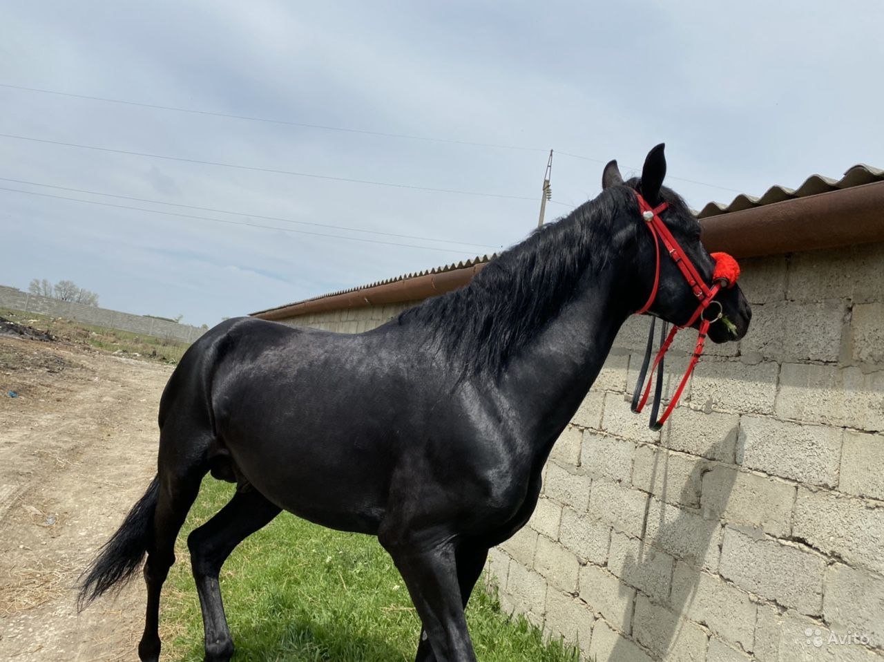 Карачаевская лошадь купить. Карачаевская порода лошадей. Карачаевская лошадь. Карачаевская лошадь фото.