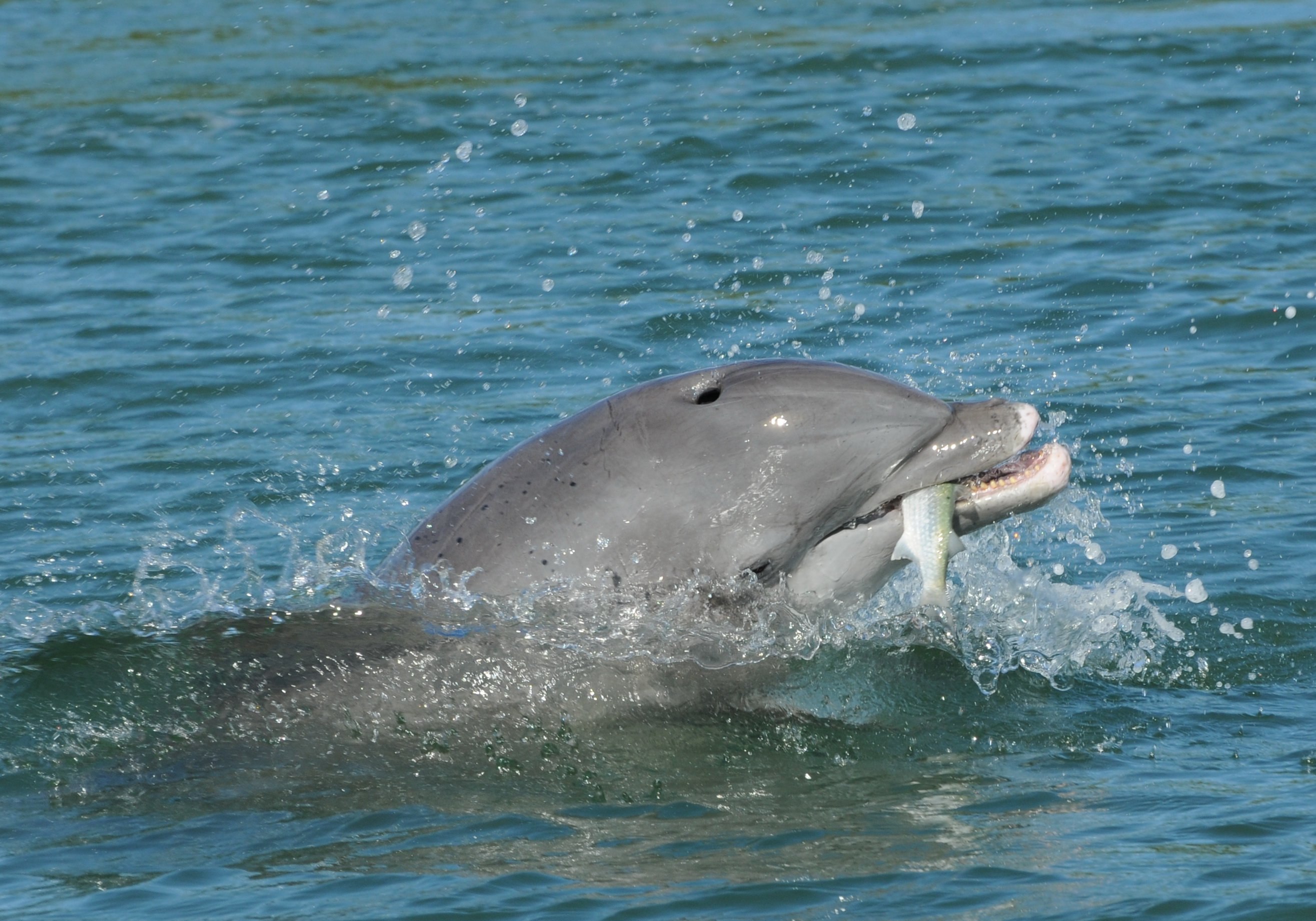 Дельфин живет в воде. Дельфин Афалина Черноморская. Дельфин Афалина в черном море. Белобочка и Афалина. Дельфины афалины черного моря.