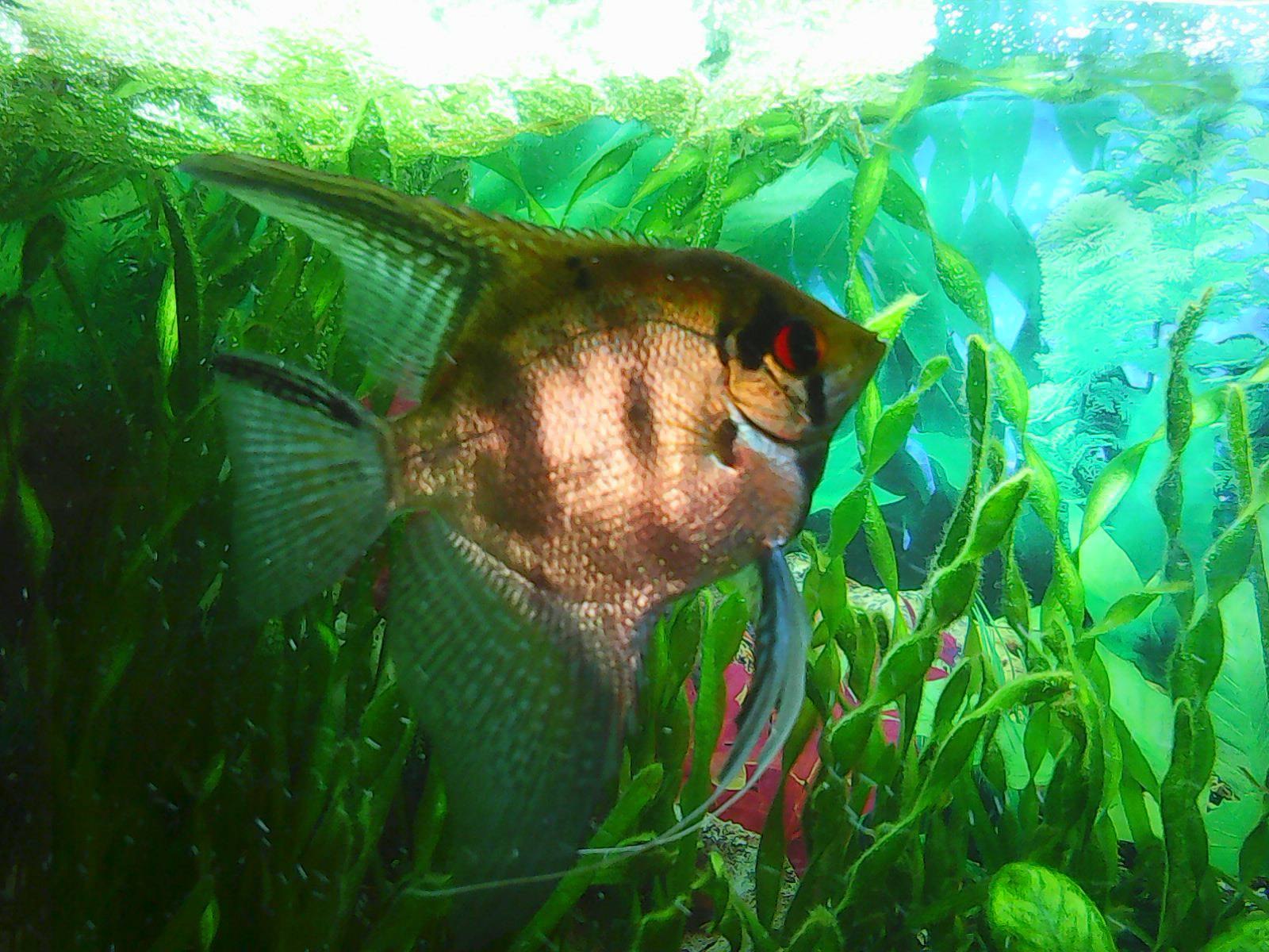 Как отличить самца скалярии. Скалярия зеленая мраморная. Скалярия Параиба. Скалярия аквариумная рыбка. Скалярия самец.