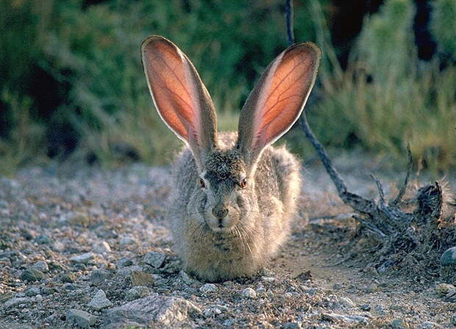 Кроме зайца. Чернохвостый калифорнийский заяц. Длинноухий заяц. Уши зайца. Кролик с длинными ушами.