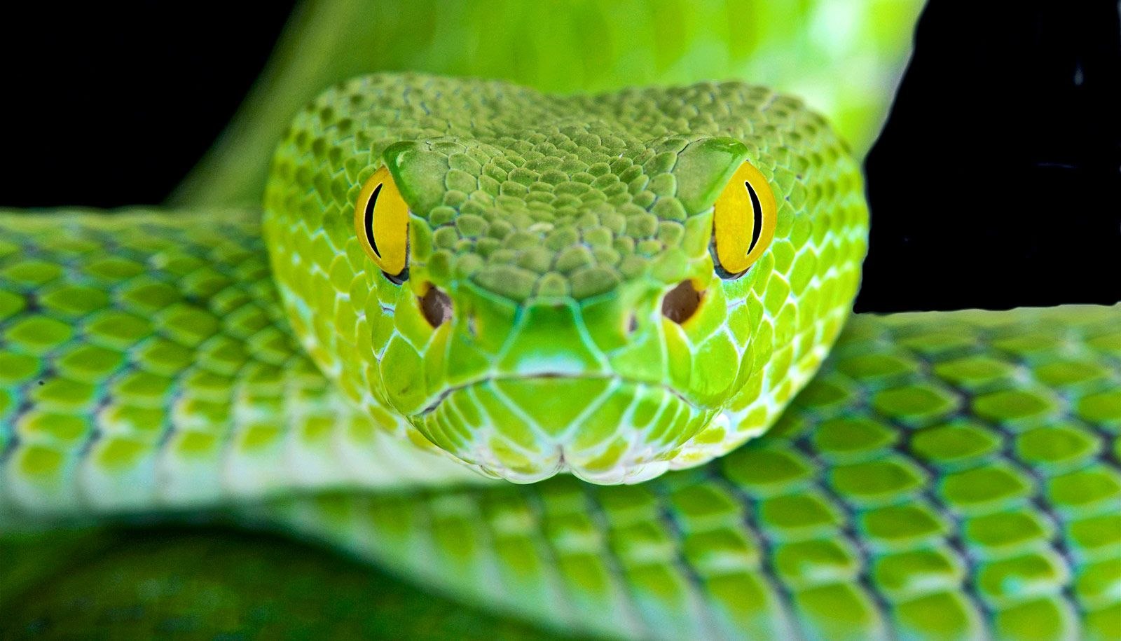 I m snake. Кустарниковая гадюка (Atheris. Зеленая змея. Красивая змея. Желто зеленая змея.