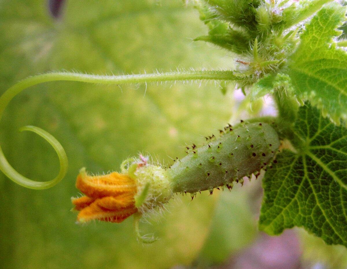 Почему маленькие огурчики. Сорт огурцов Шоша. Огурец f1 тачанка. Cucumber растение. Маленький огурчик.
