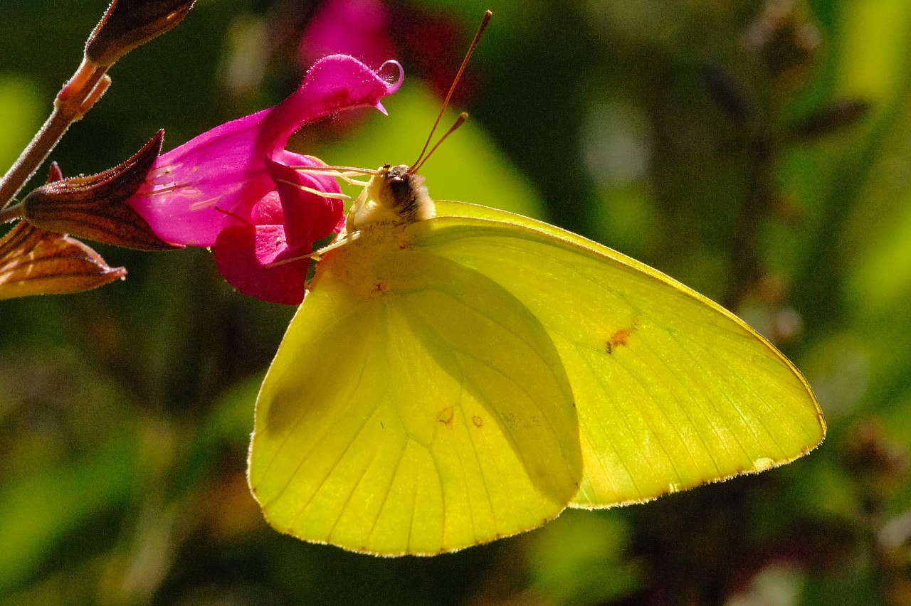 Бабочка лимонница сидит на бруснике. Оливковая ЭКОФОРА бабочка. Жёлтая бабочка. Ярко желтая бабочка. Бабочка красно желтая.