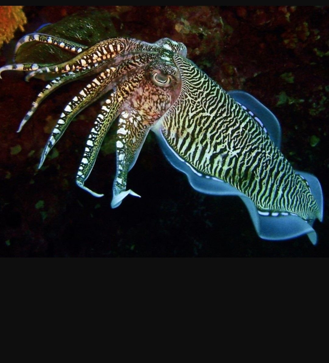 Головоногие моллюски каракатица