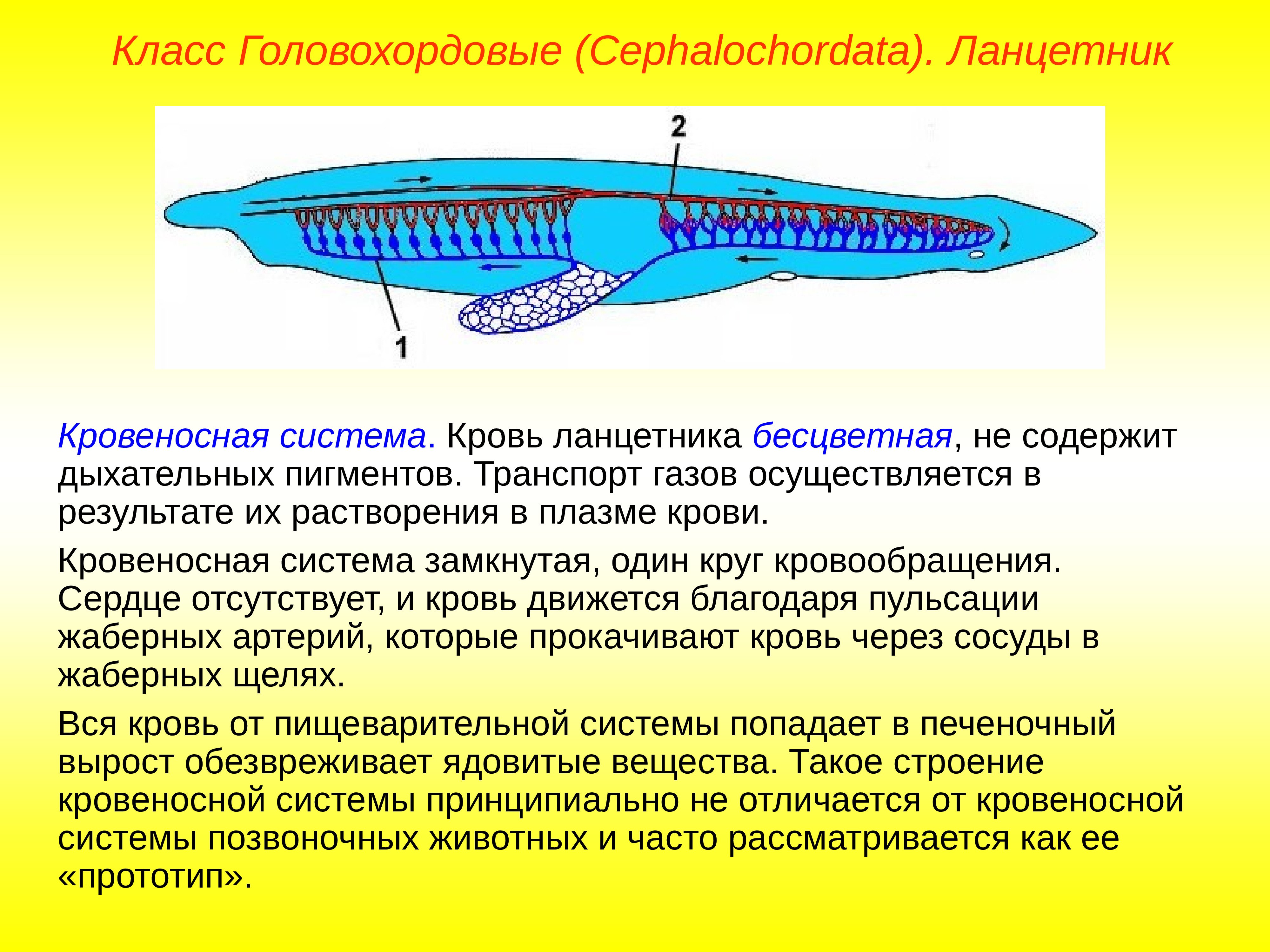 Подтип Бесчерепные. Ланцетник