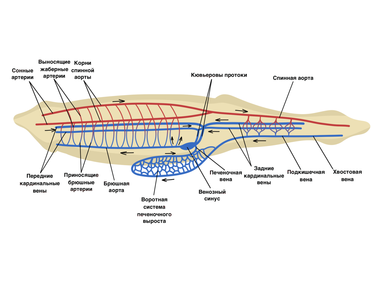 Кювьеровы протоки. Кровеносная система ланцетника. Строение кровеносной системы ланцетника. Схема строения кровеносной системы ланцетника. Кровеносная система ланцетника 7 класс.