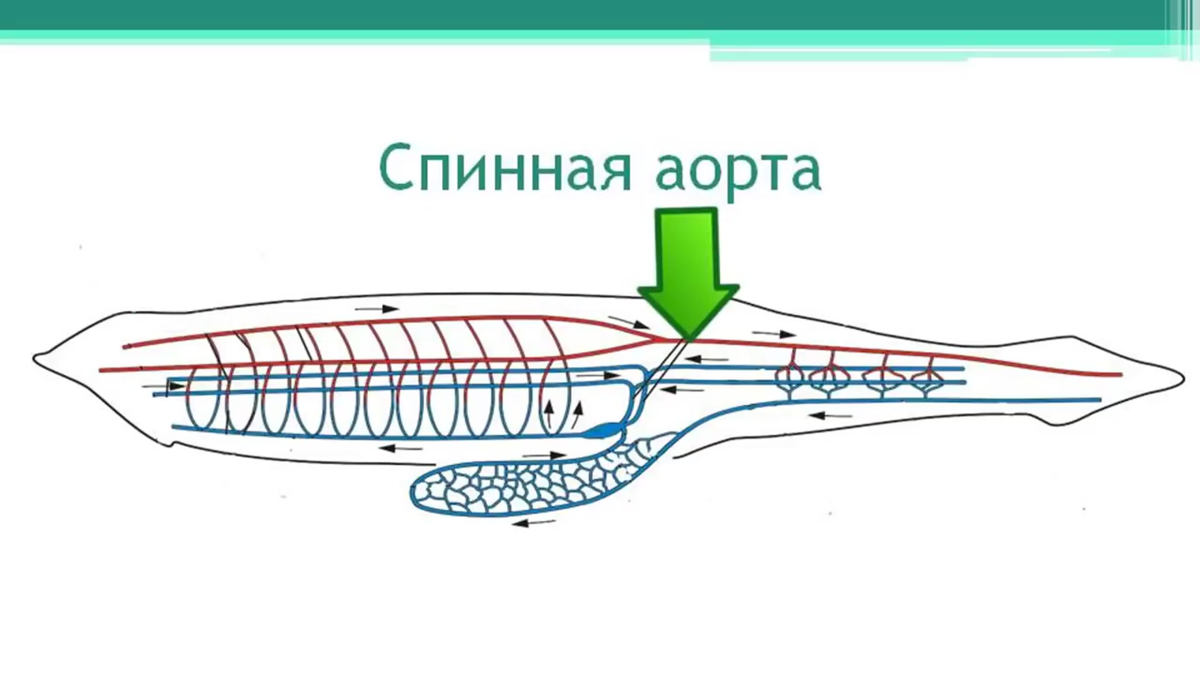 Что обозначено цифрой 2 на рисунке схема строения ланцетника