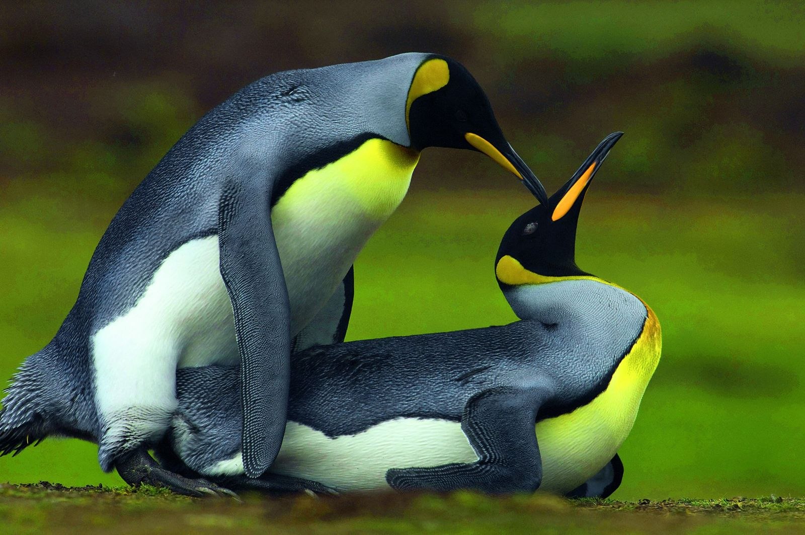 Половое спаривание. Копуляция пингвинов. Брачный период у животных. Спаривание животных. Пингвины спариваются.