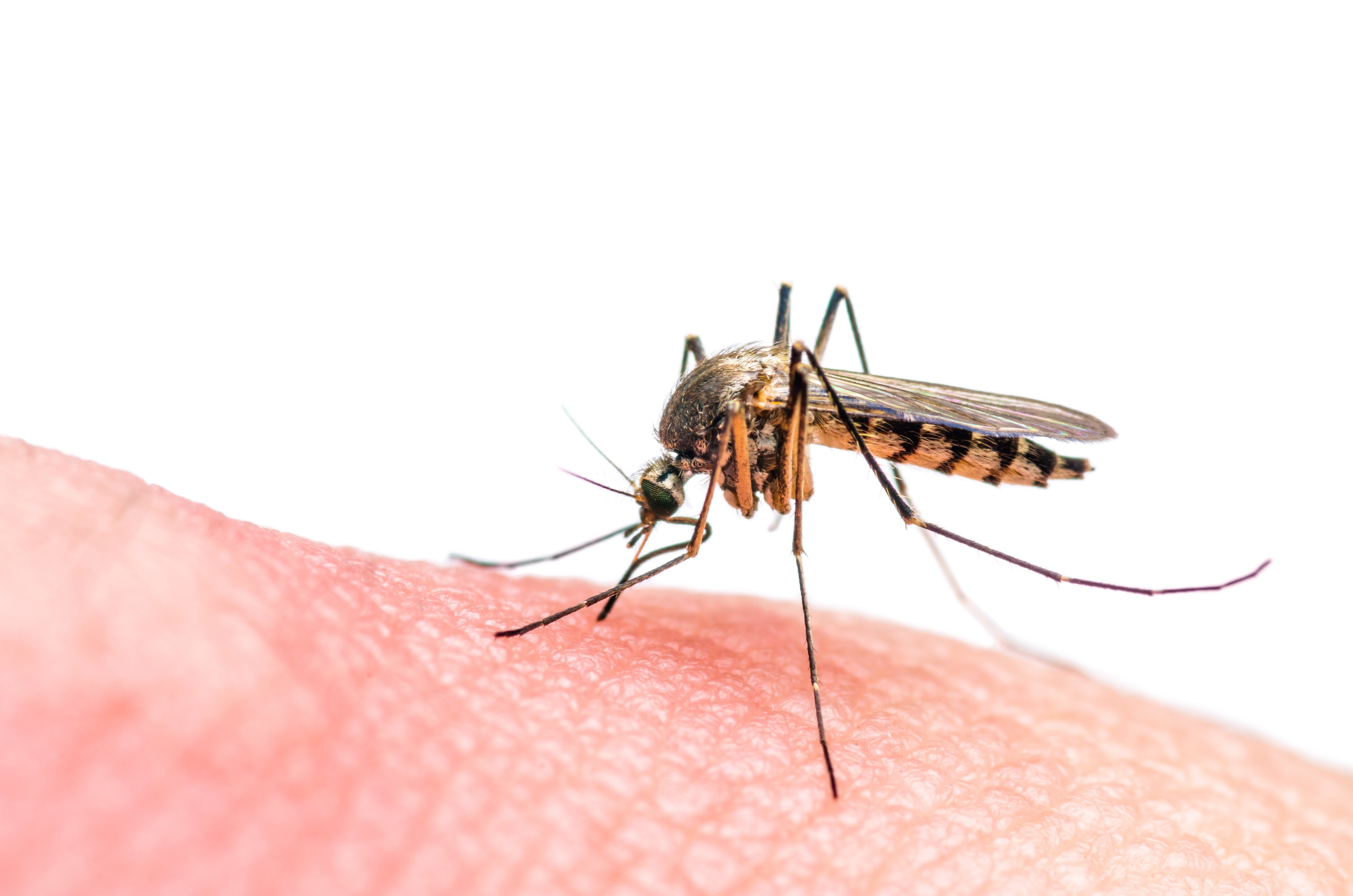 Малярия укусы комаров. Чивин Пашша. Комар Денге. Малярийный комар кусает.