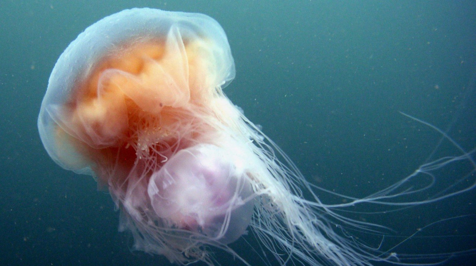 Чем опасны медузы. Медуза цианея. Медуза волосистая цианея. Арктическая медуза цианея.